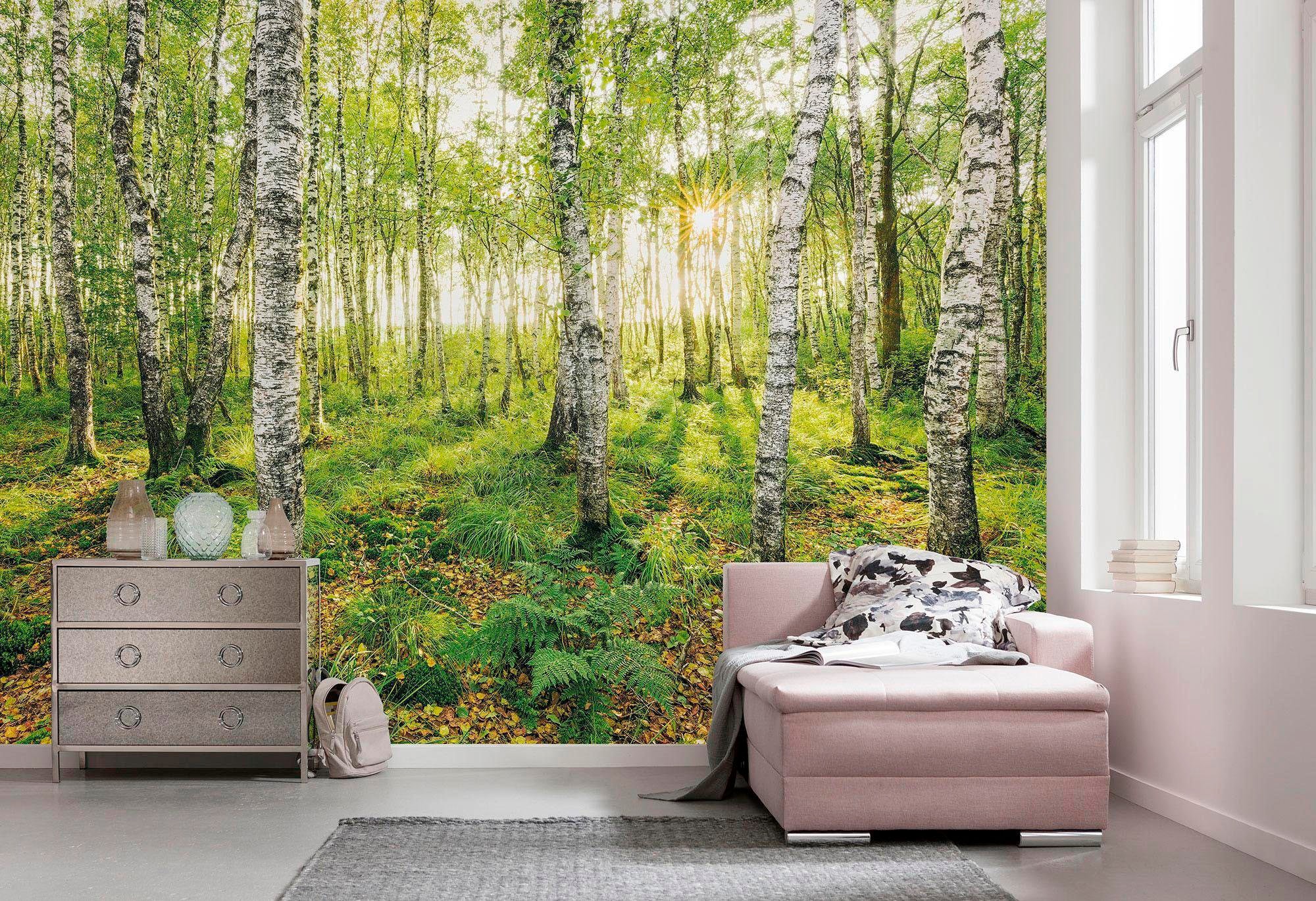 Komar Vliestapete »Birch Trees«, 400x250 cm (Breite x Höhe), Vliestapete, 1 günstig online kaufen