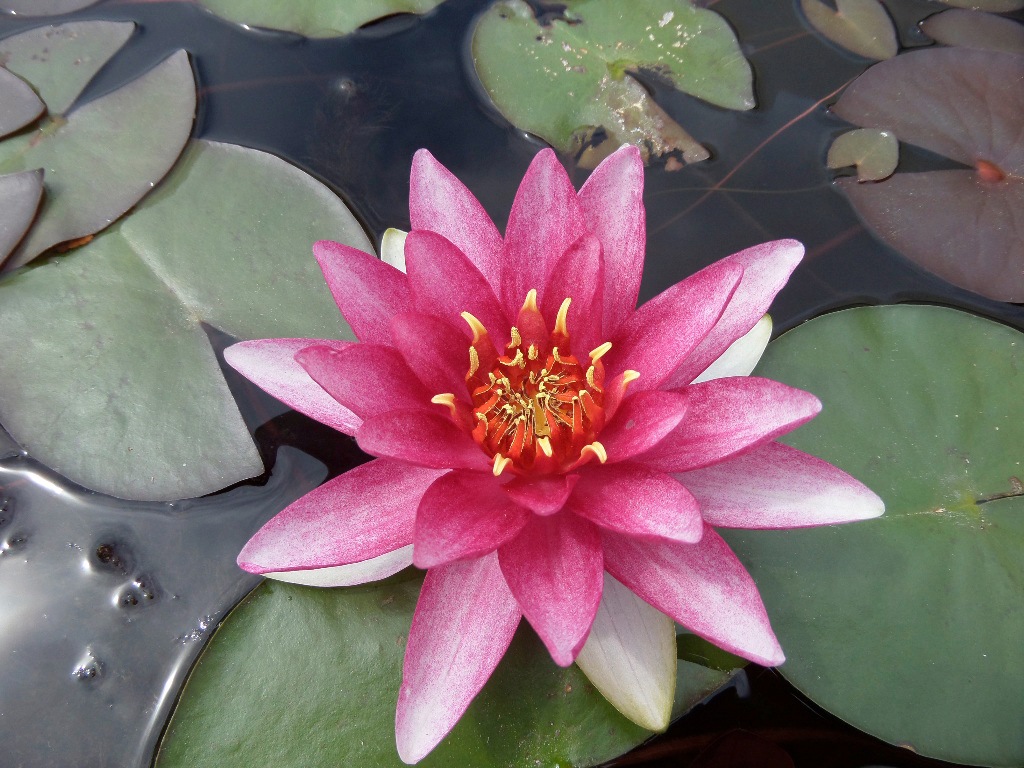 BCM Wasserpflanze »Seerose 'Attraction'«, (1 St.), Seerose rot: 1 Pflanze kaufen