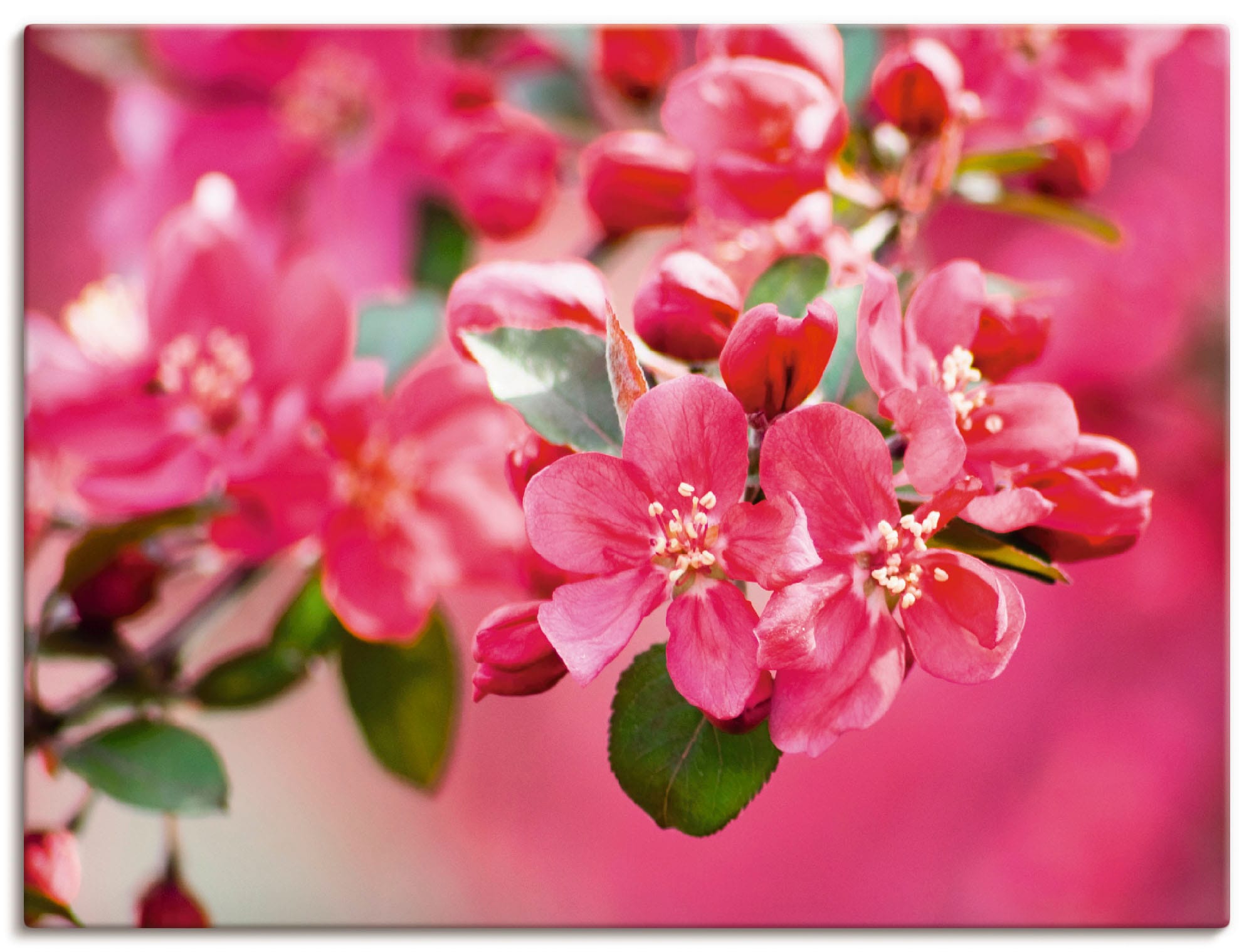 Artland Leinwandbild »Holzapfelblüte 1«, Blumen, (1 St.), auf Keilrahmen ge günstig online kaufen