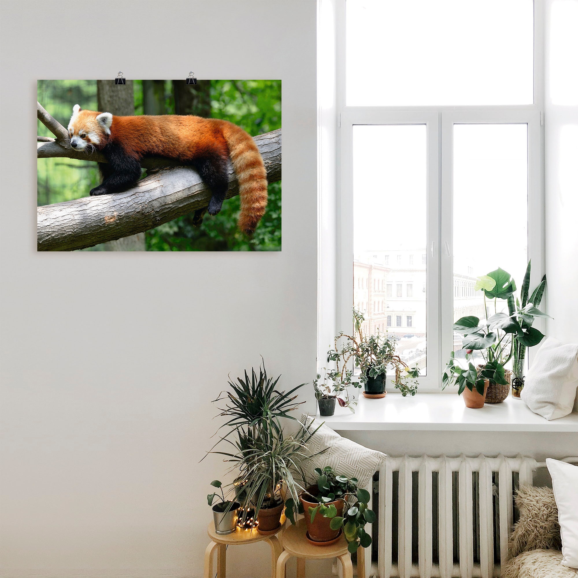 Artland Wandbild »Roter Panda«, Wildtiere, (1 St.), als Poster, Wandaufkleber in verschied. Größen