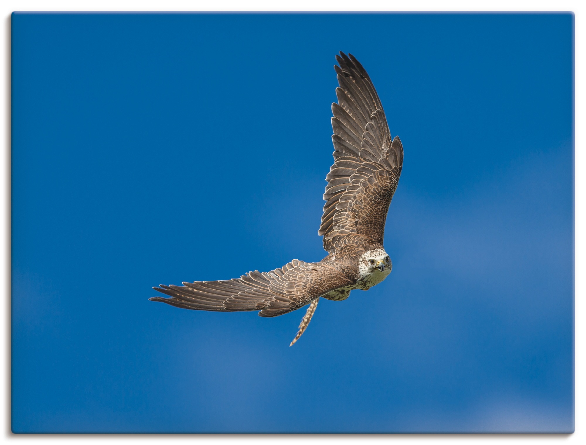 Artland Wandbild "Der Falke", Vögel, (1 St.), als Leinwandbild, Poster in v günstig online kaufen