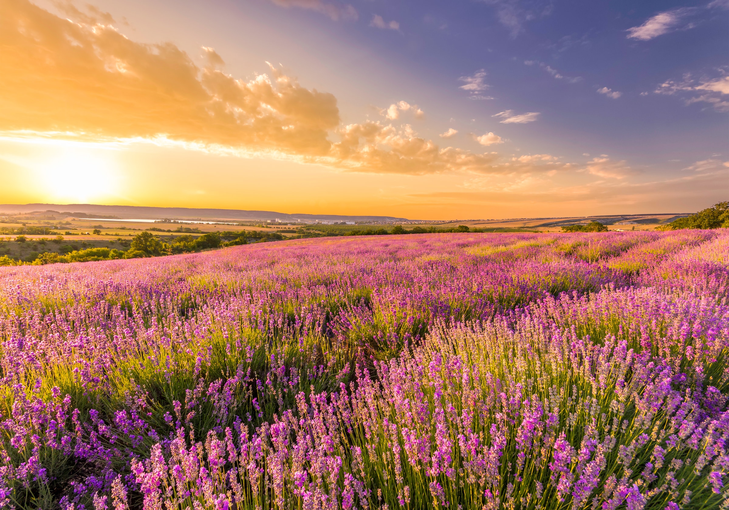 Papermoon Fototapete »Lavender Field« günstig online kaufen