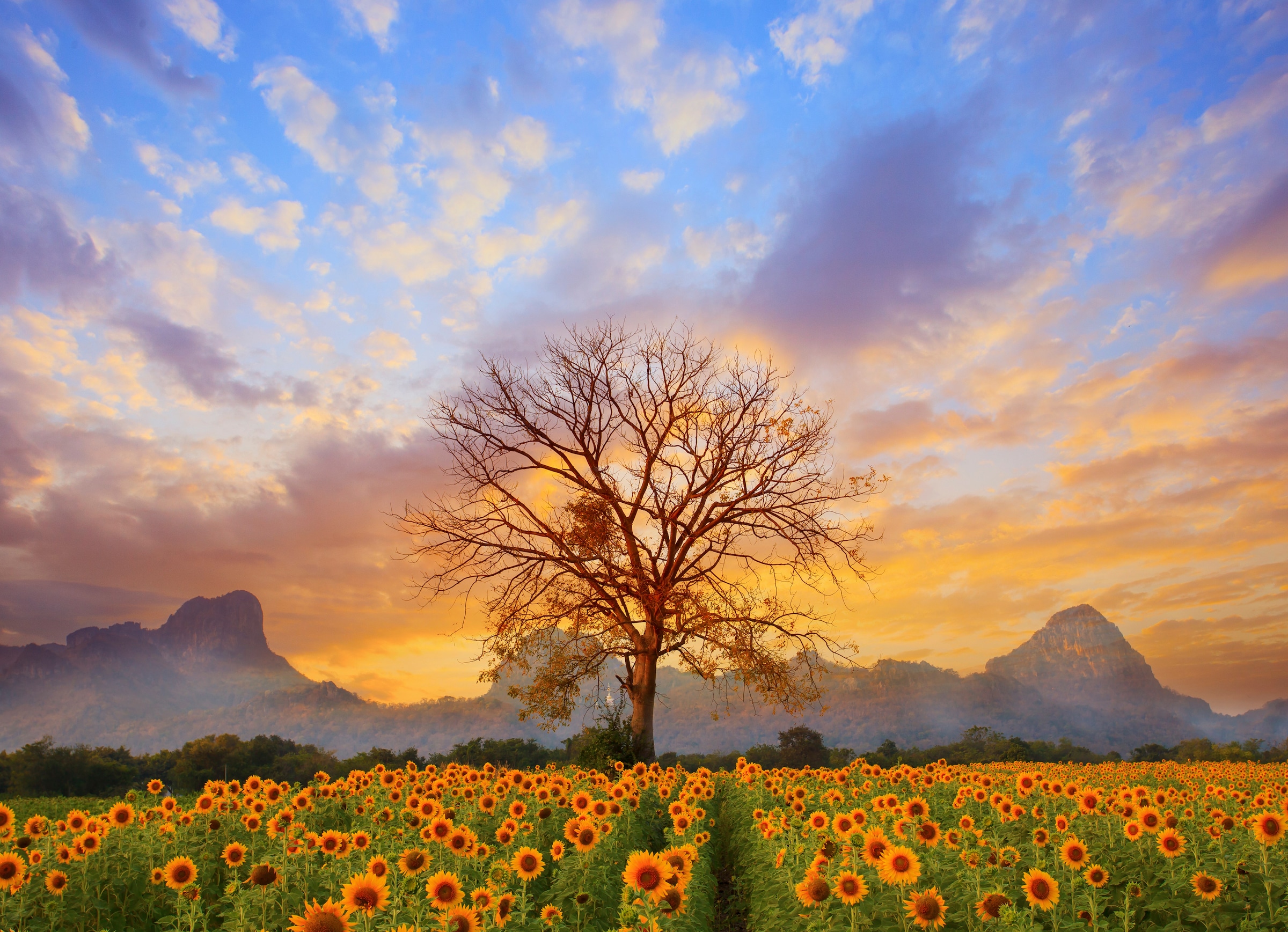 Papermoon Fototapete »Sunflower Field« günstig online kaufen