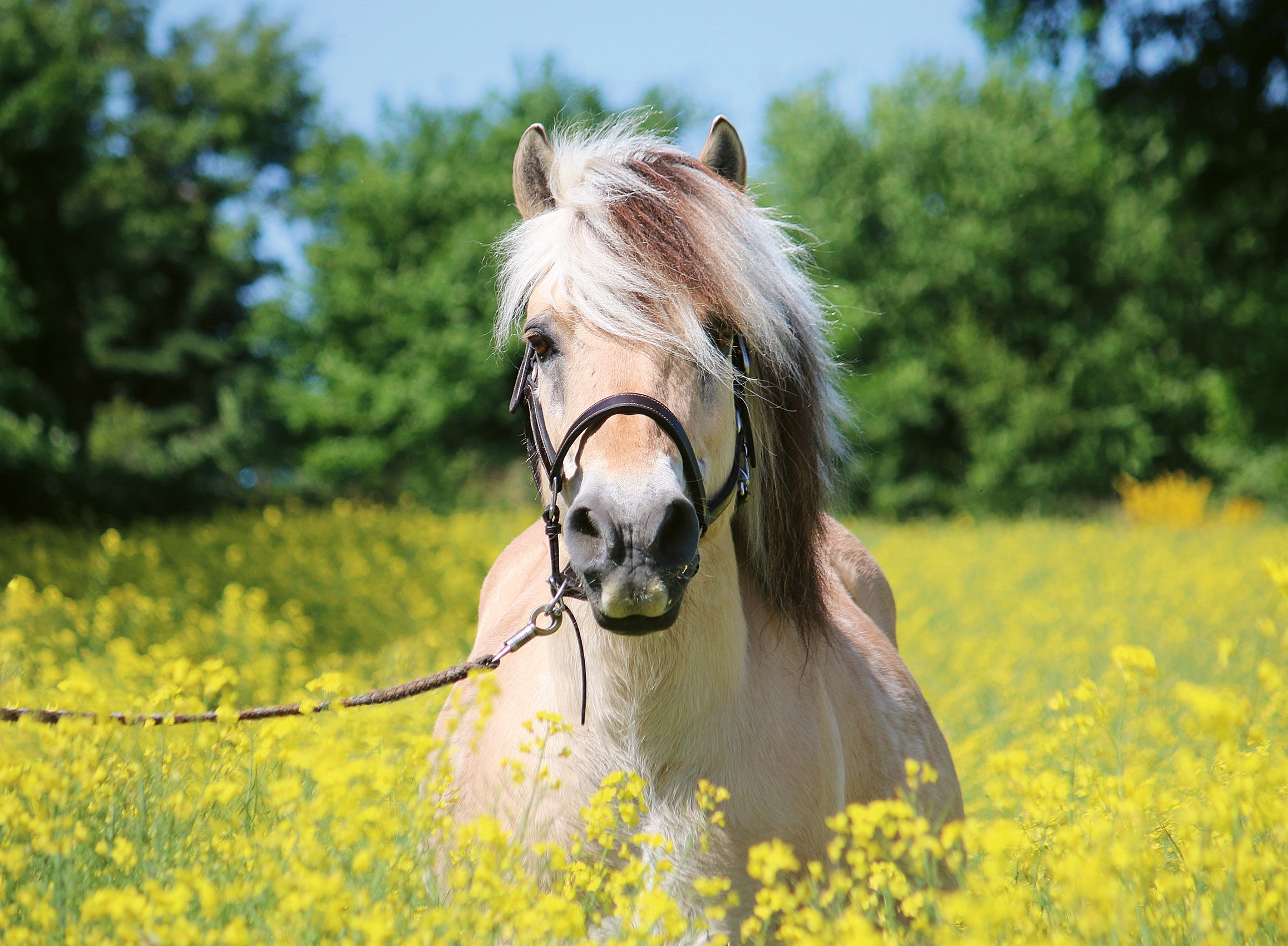 Ravensburger Puzzle »Pferd im Rapsfeld«, Made in Germany