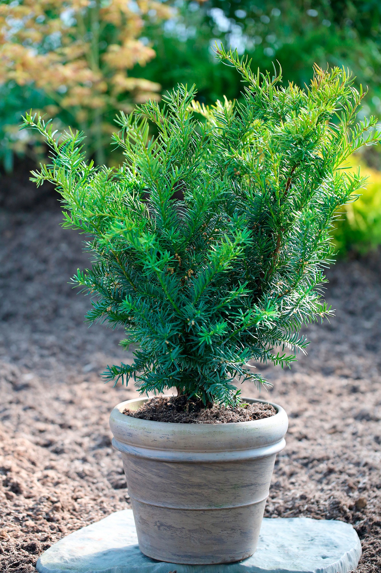BCM Hecken »Eibe / Taxus 'Farmen'«, (1 St.), Höhe: 50-60 cm, 1 Pflanze kaufen