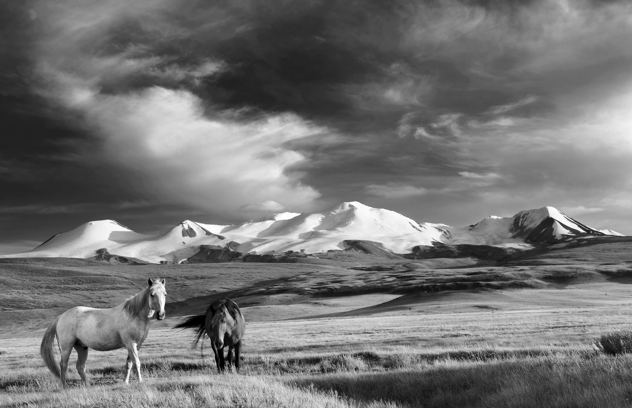 Papermoon Fototapete »Pferde, Steppe Schwarz & Weiß« günstig online kaufen