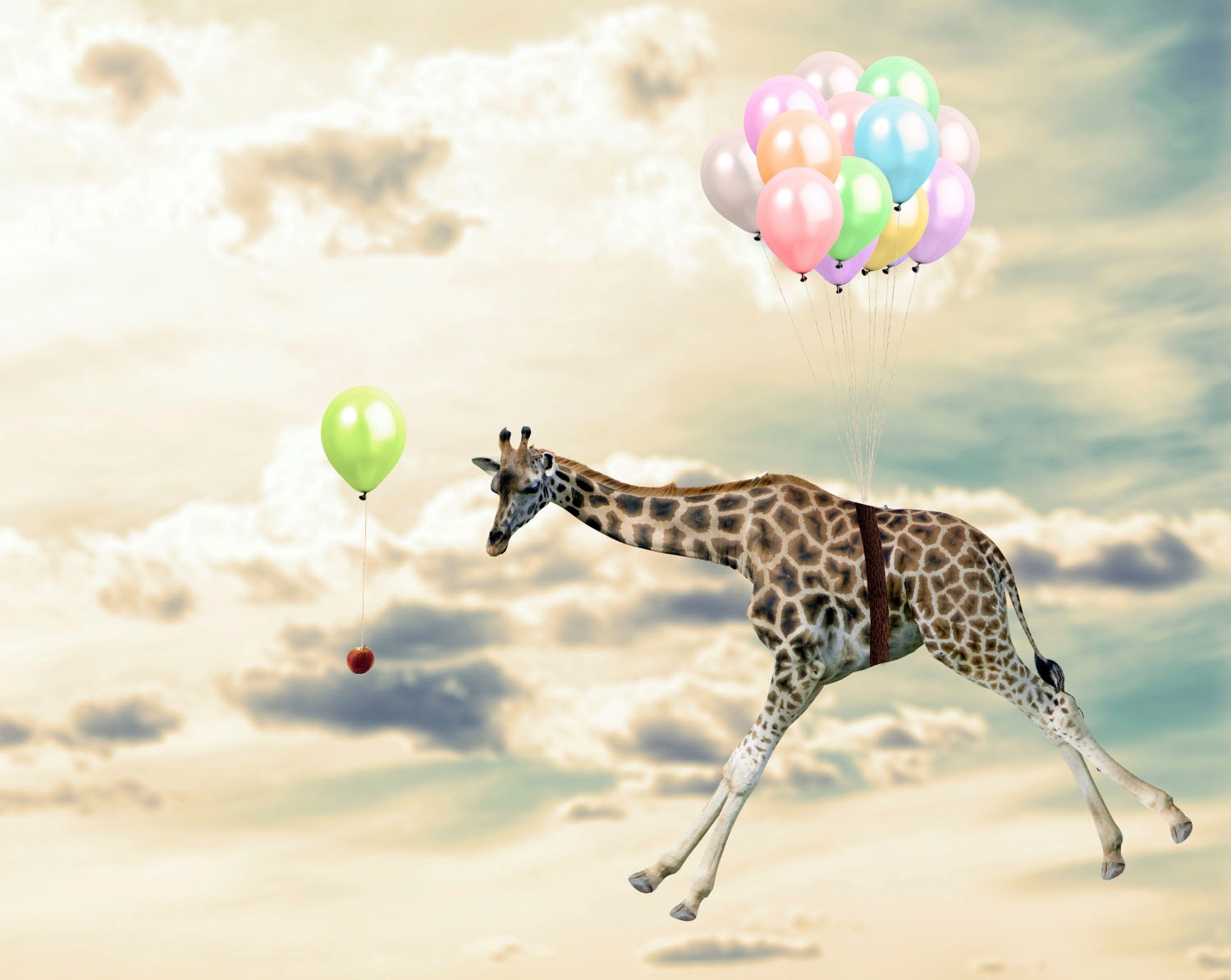queence Acrylglasbild »fliegende Giraffe«, Tiere-Luftballon-Himmel-Giraffe- günstig online kaufen