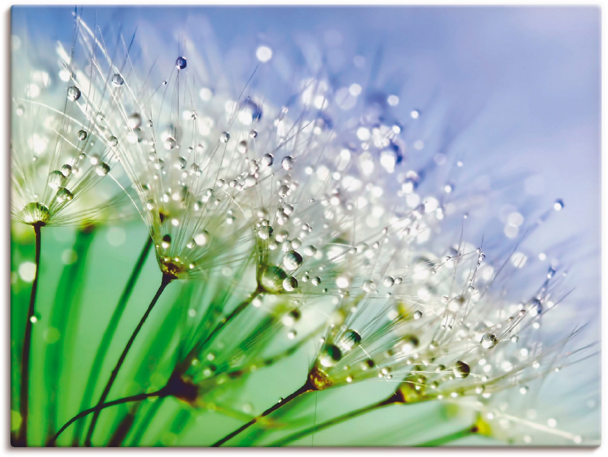 Artland Wandbild »Glitzernde Pusteblume III« Blumen 1 Stk. tlg. als Leinwan günstig online kaufen