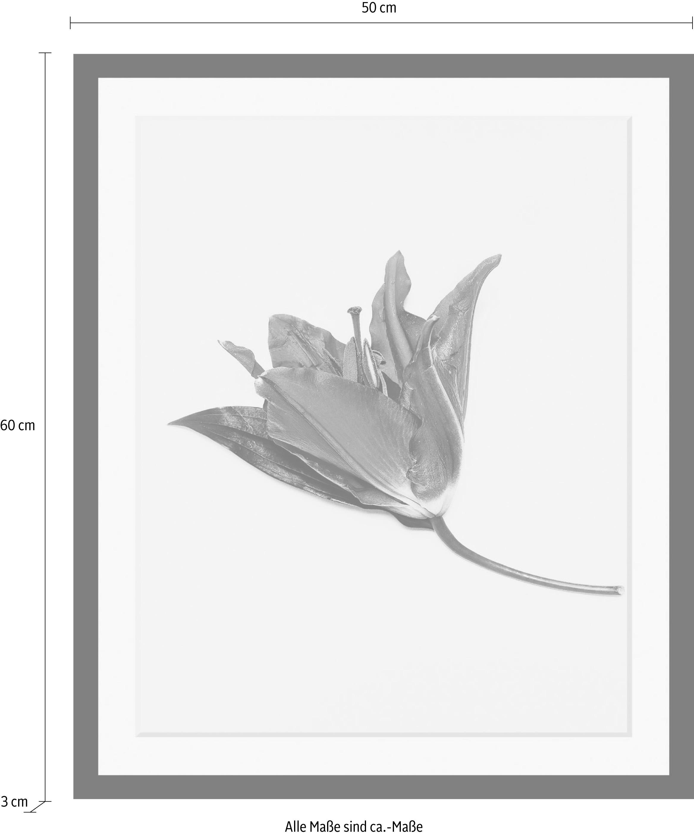 queence Bild »Blume«, Blumen-Blumenbilder-Pflanzen-Kunst, HD Premium Poster-Druck inkl. Holzrahmen