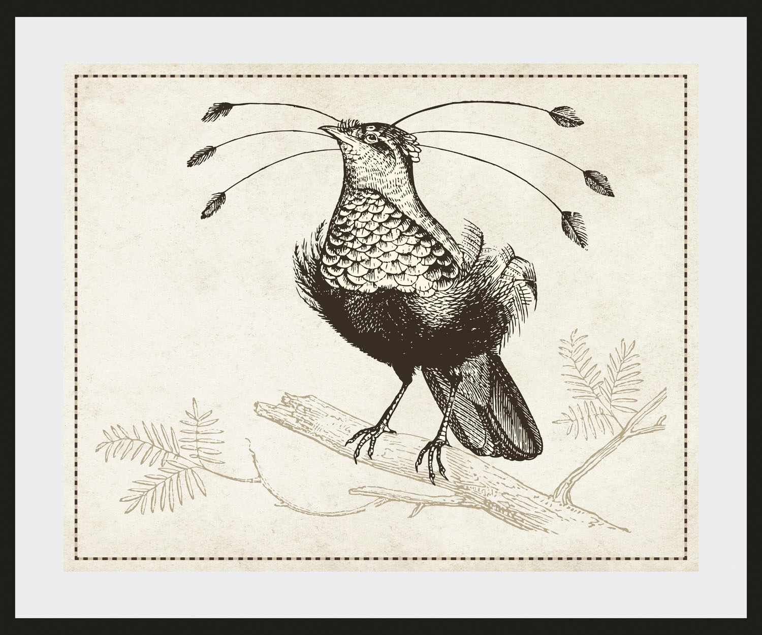 queence Bild »Rosalie«, Vögel-Vogelbilder-historische Ereignisse-Kunst, (1 günstig online kaufen