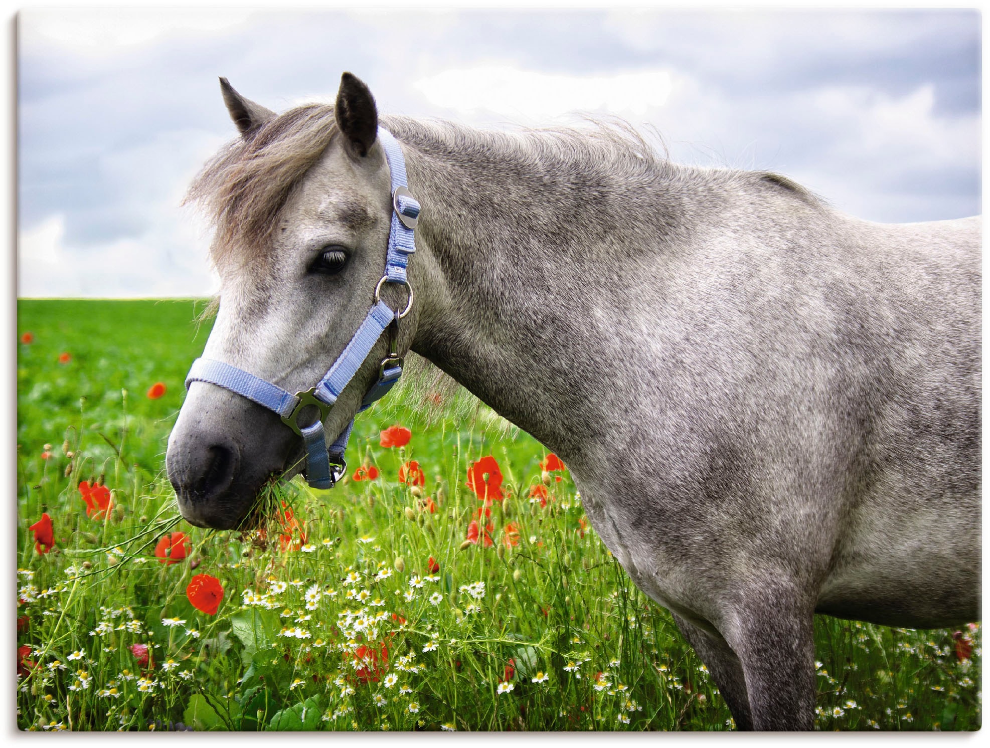 Artland Wandbild »Welshpony«, Haustiere, (1 St.), als Leinwandbild, Wandauf günstig online kaufen