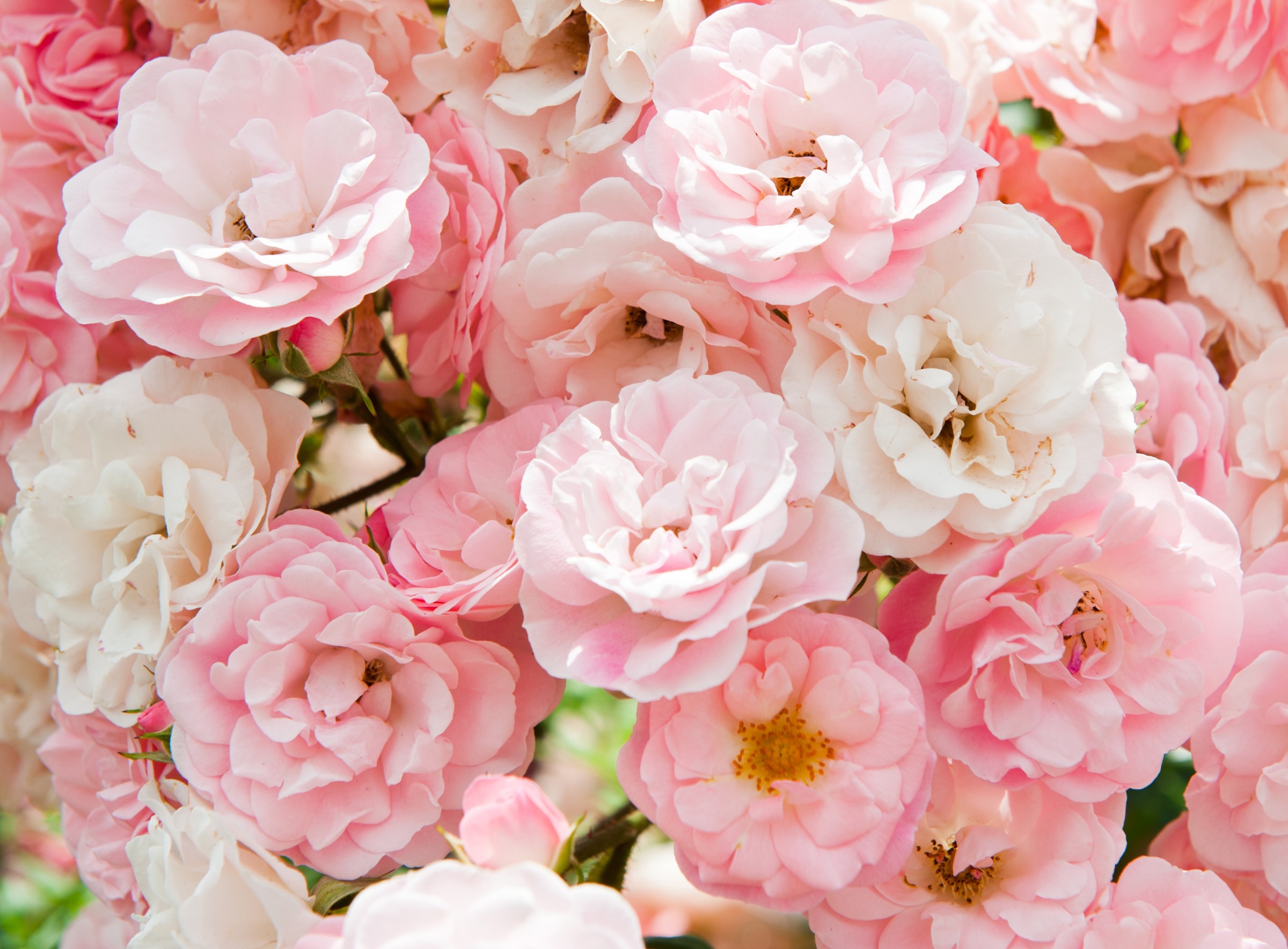 Papermoon Fototapete »Pink Roses« glatt günstig online kaufen