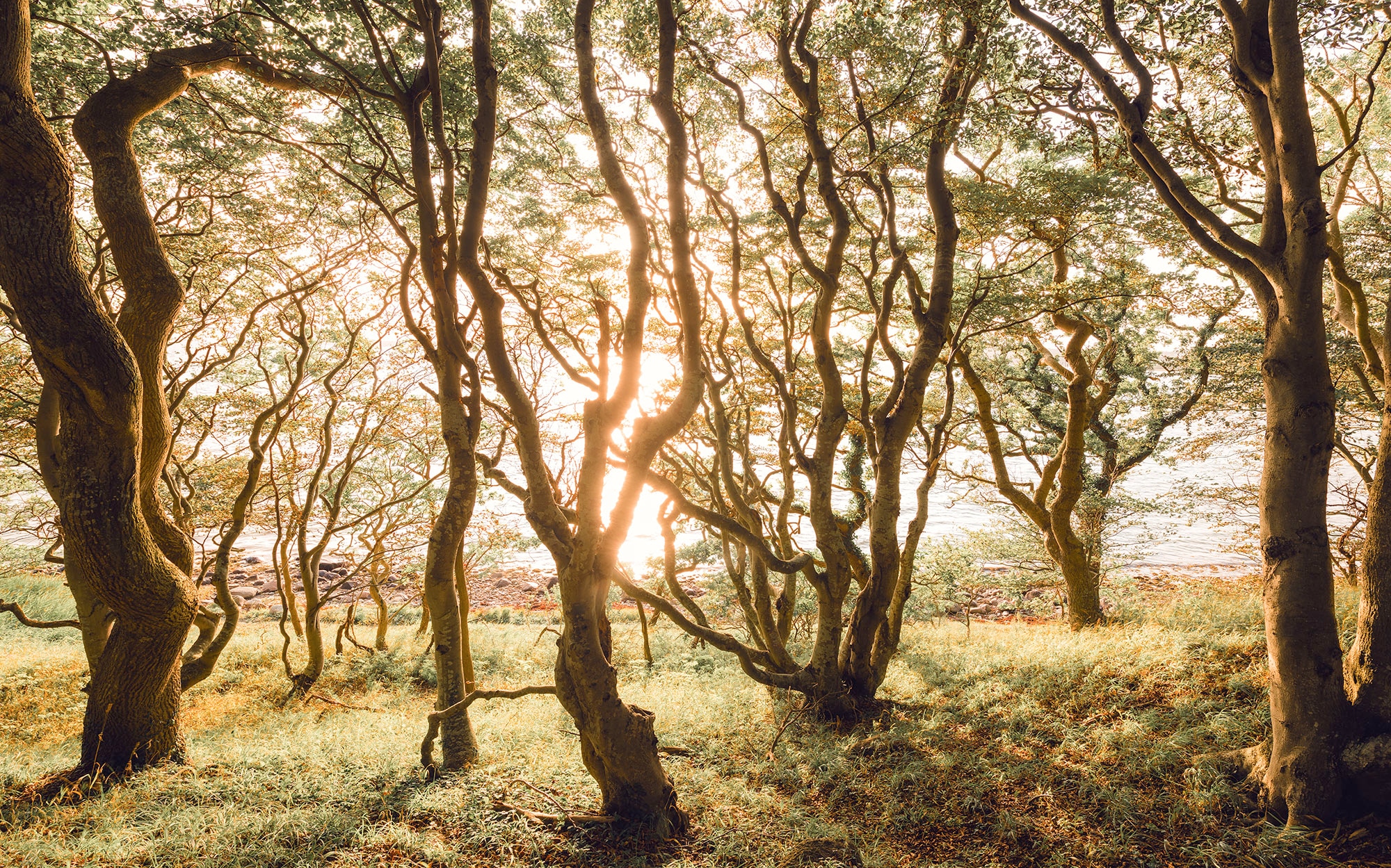 Komar Fototapete »Vlies Fototapete - Bold Birch - Größe 400 x 250 cm« Motiv | bedruckt glatt