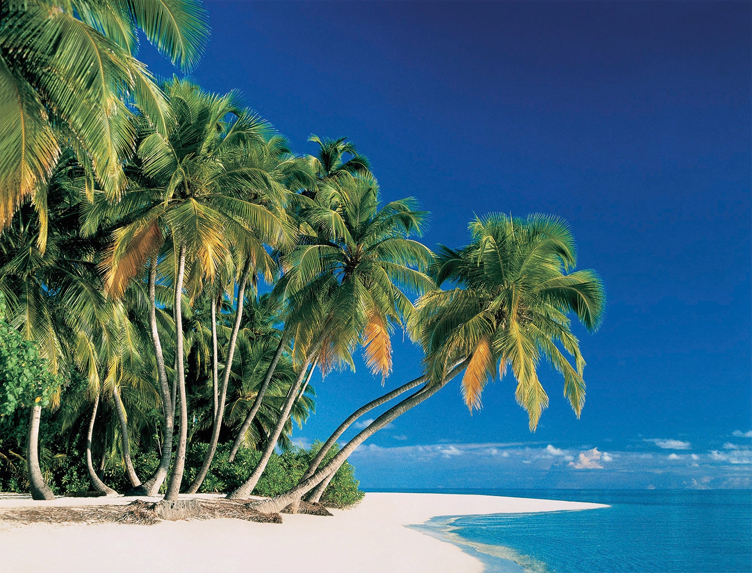 Papermoon Fototapete »Tropical Palms« glatt günstig online kaufen