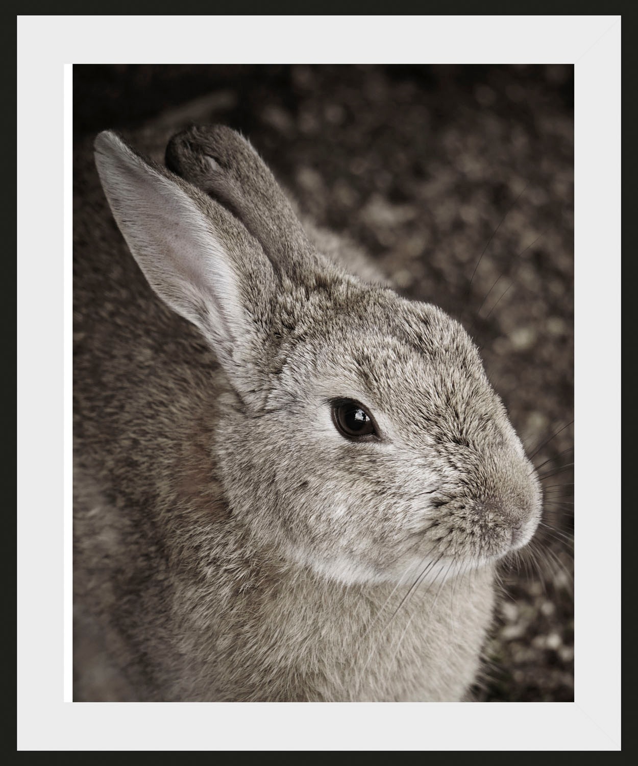 queence Bild »Tilde« Foto   Hase   Hasen   Haustiere   Kunst 1 Stk. tlg. HD günstig online kaufen