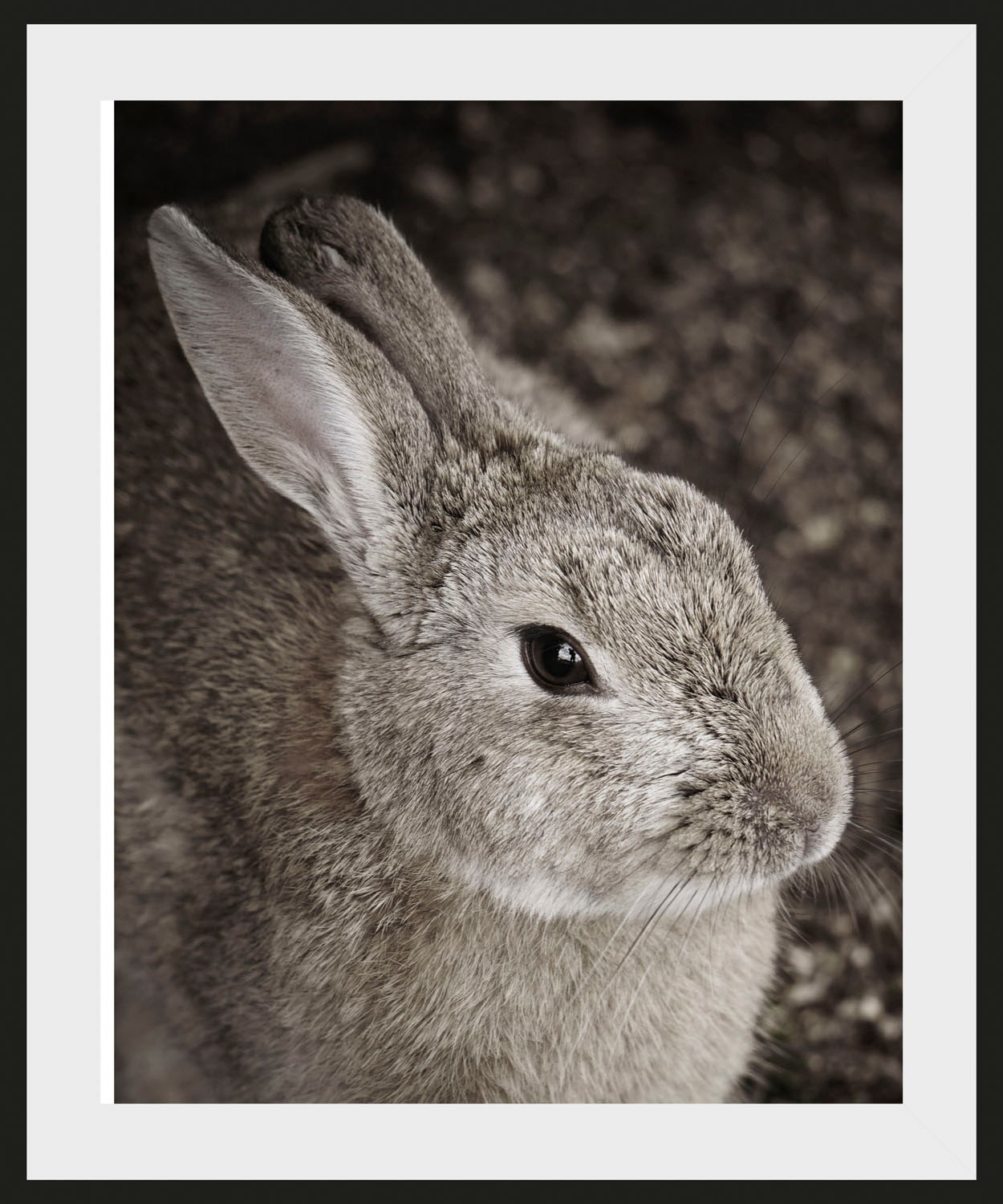 queence Bild "Tilde", Hase, (1 St.) günstig online kaufen