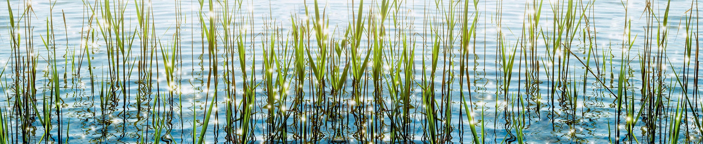 EXPRESS KÜCHEN Küchenrückwand »Seegras« bunt