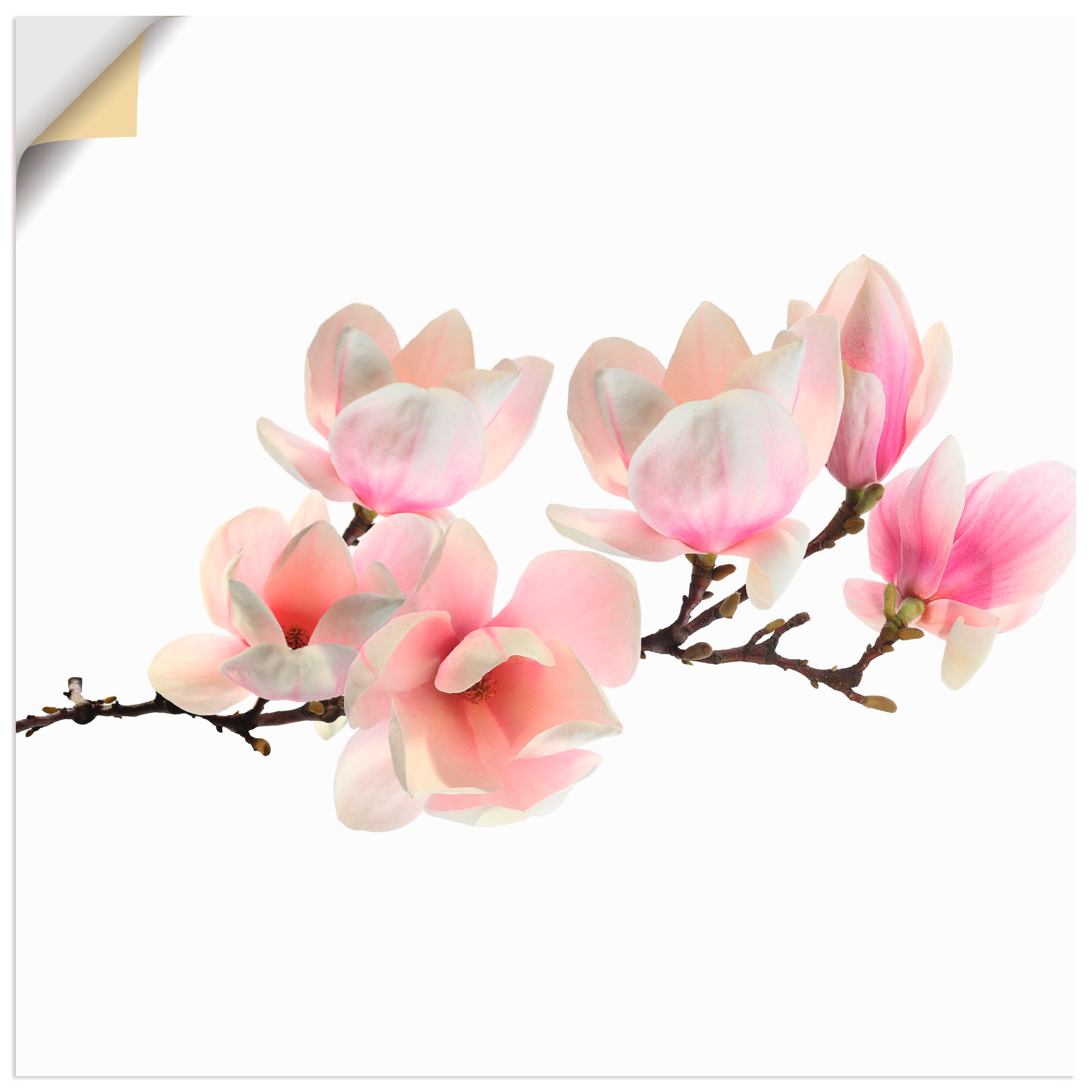 Artland Wandbild "Magnolie", Blumen, (1 St.), als Leinwandbild, Poster, Wan günstig online kaufen