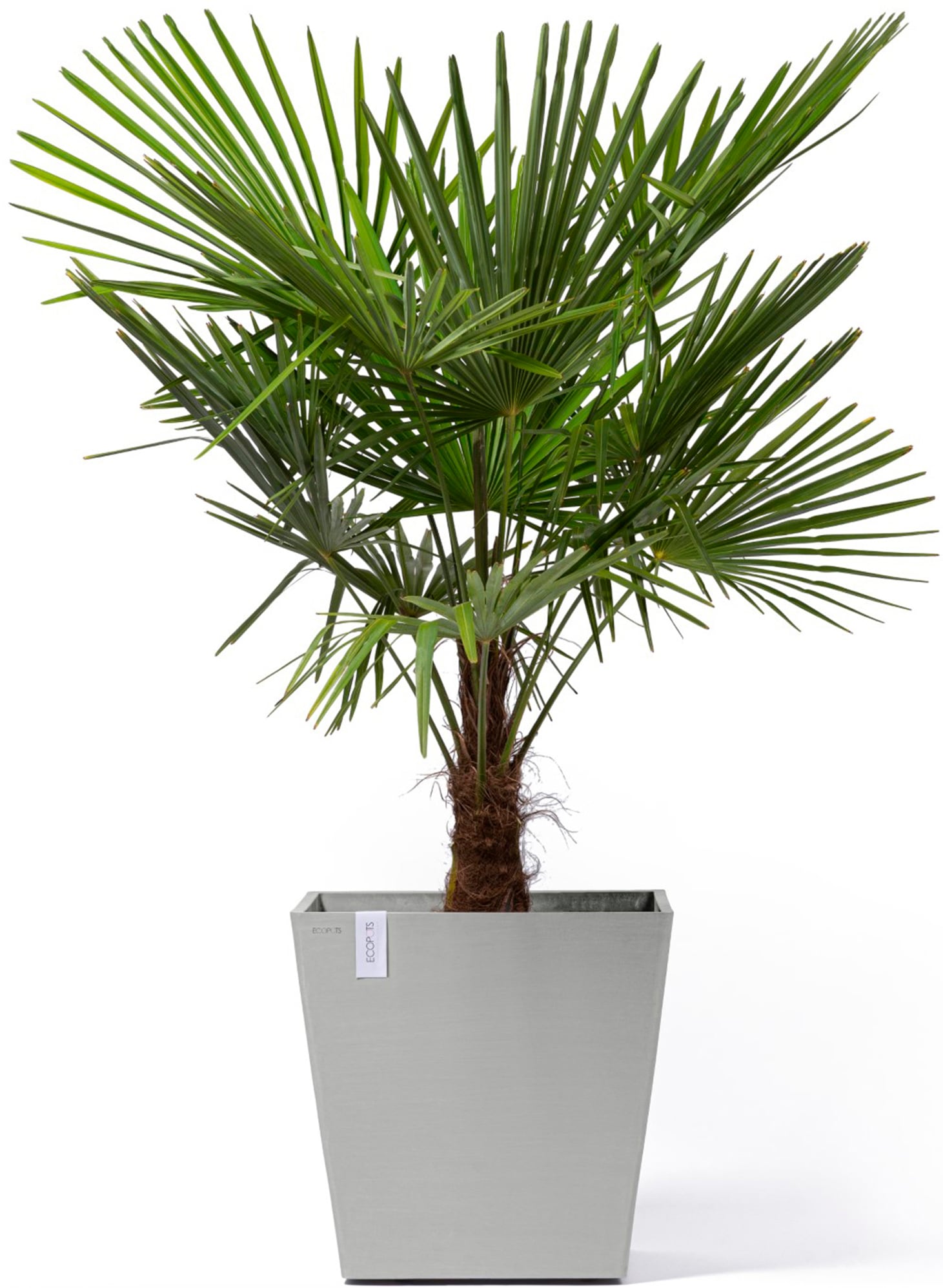 ECOPOTS Blumentopf »Rotterdam mit Rollen 50 Weißgrau«, für innen und außen: frostsicher, bruchsicher und lichtbeständig