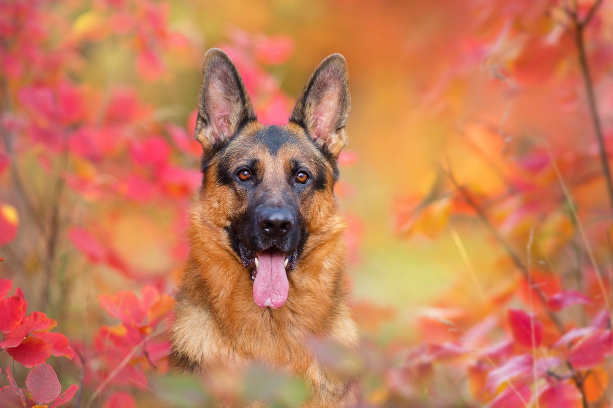 Papermoon Fototapete »Hund in Natur« günstig online kaufen