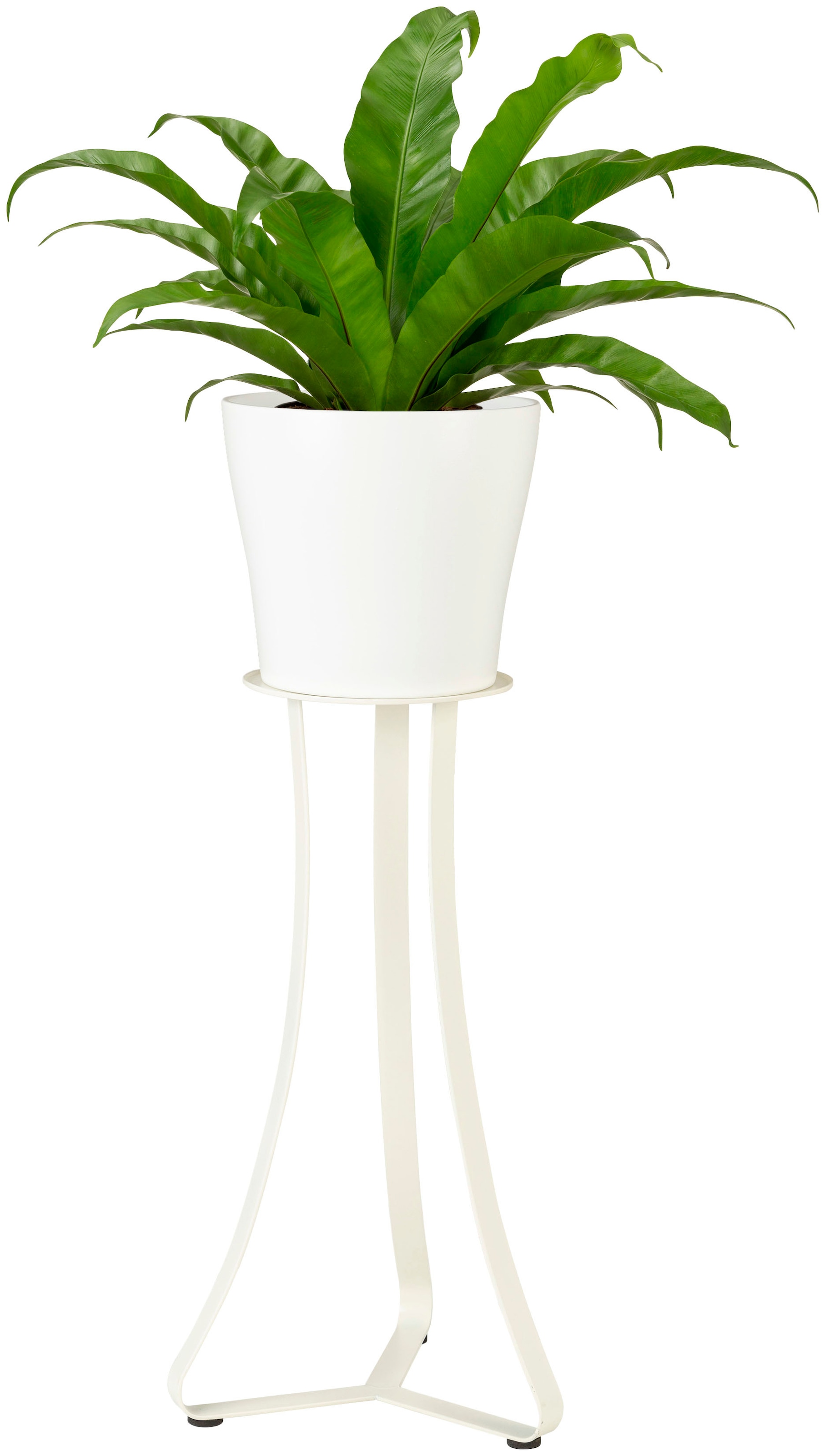 Scheurich Blumenständer »white matt 51/105«