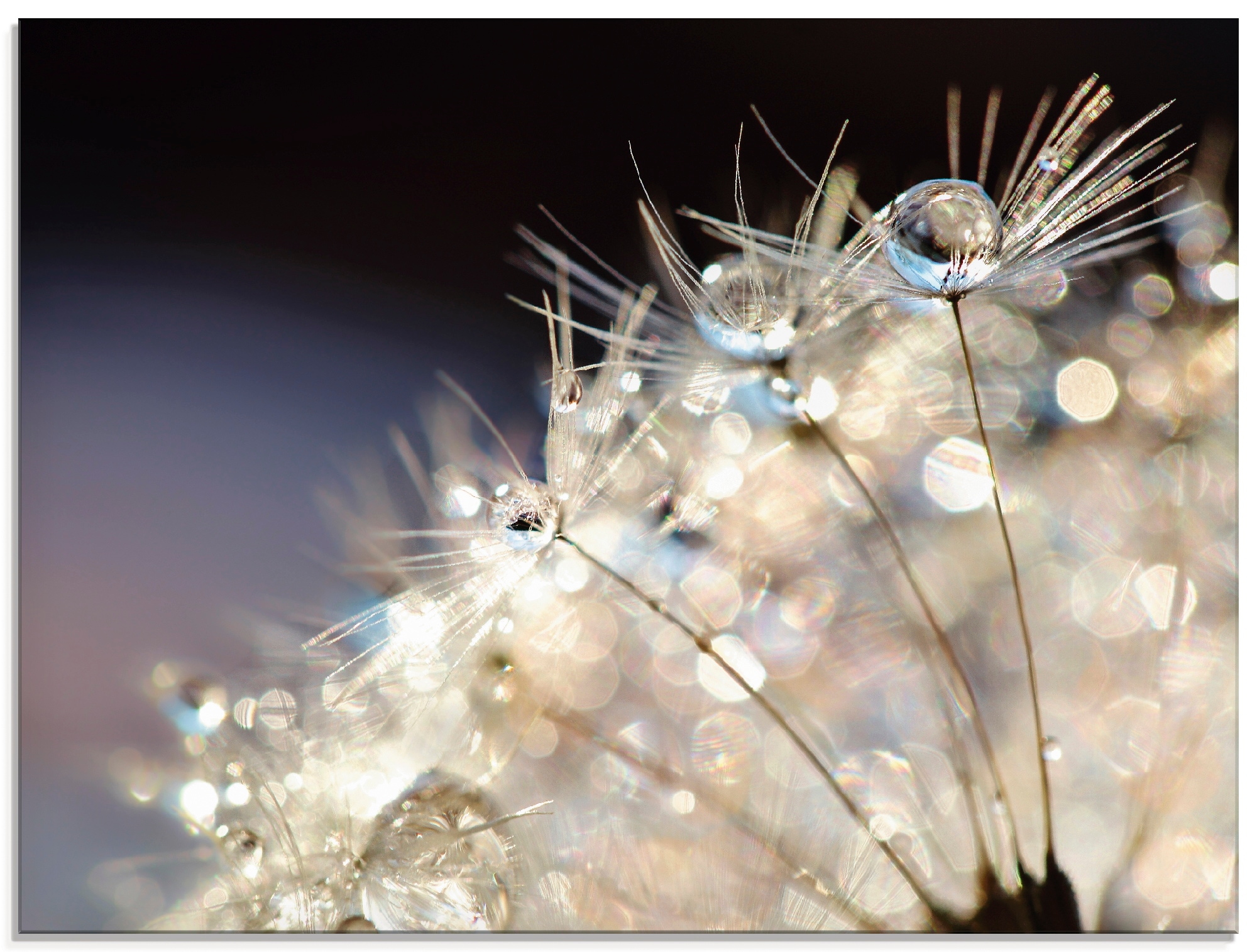 Artland Glasbild »Pusteblume Fantasie« 1 Stk. tlg. in verschiedenen Größen günstig online kaufen