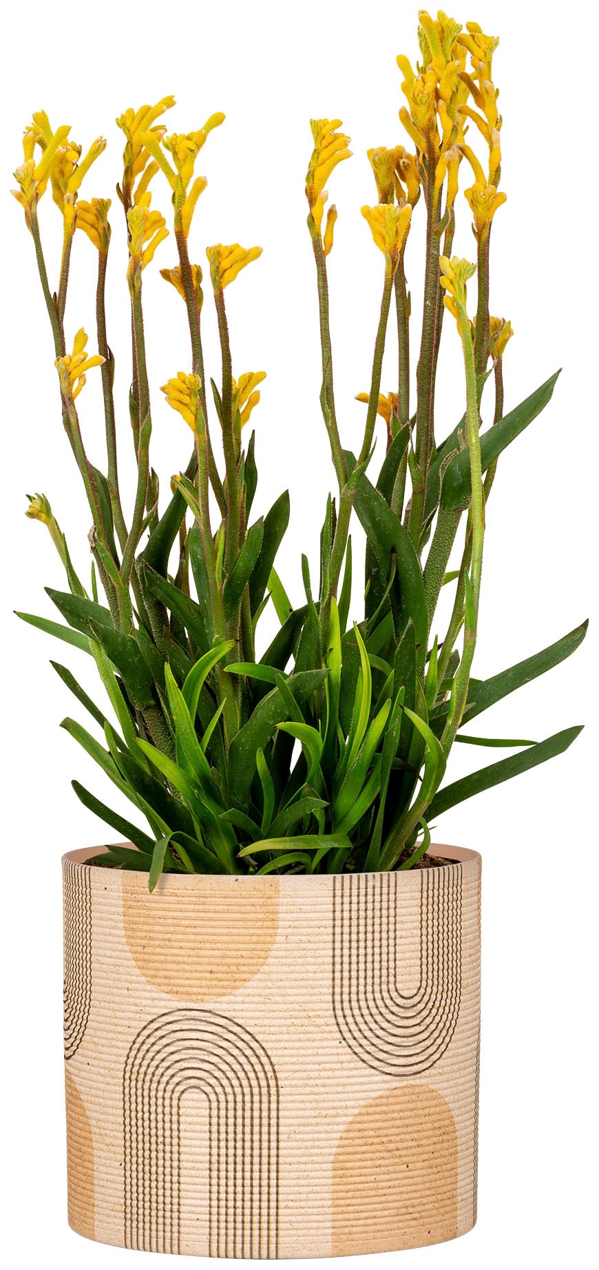Scheurich Blumentopf »828/19 arcade«