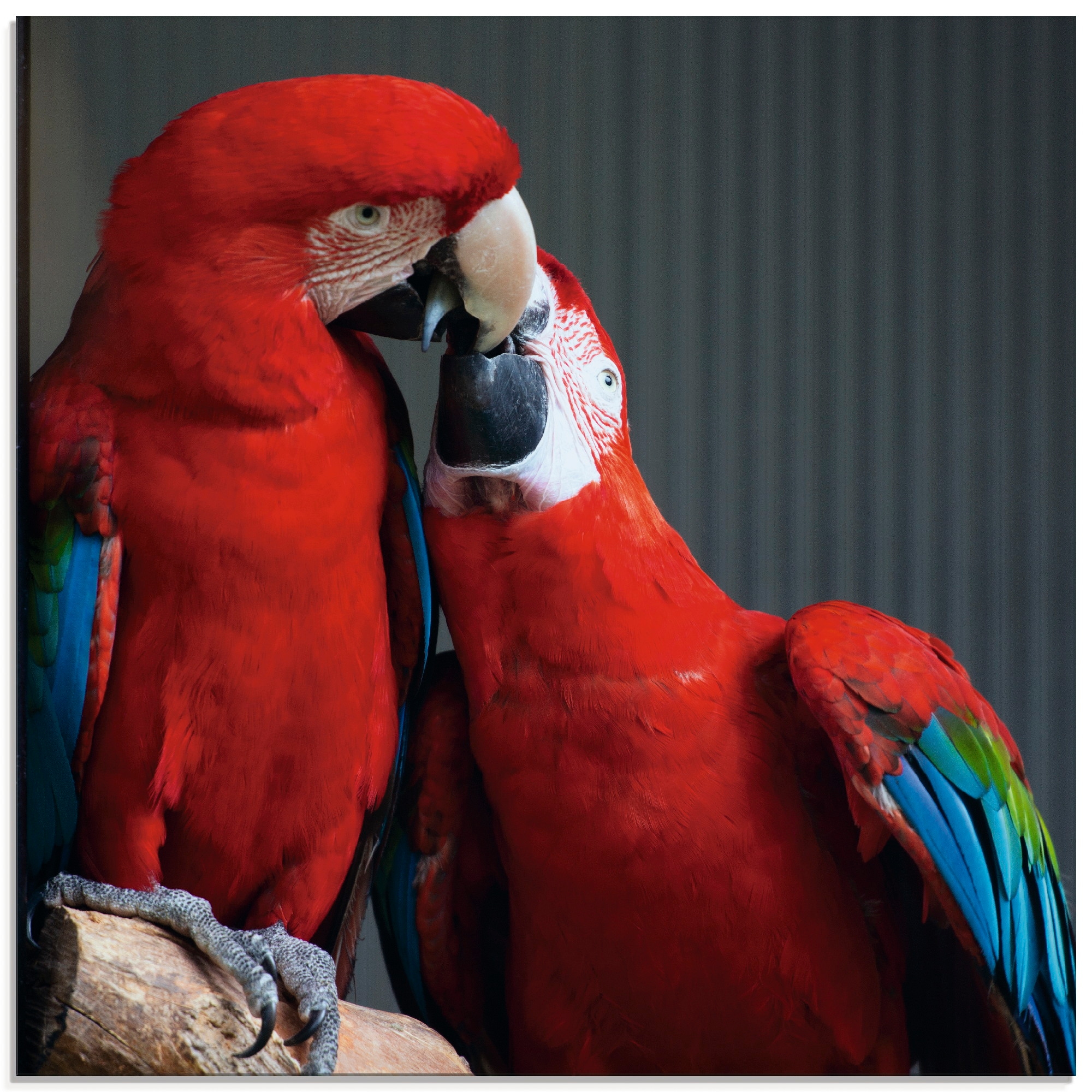 Artland Glasbild »Papageien«, St.), verschiedenen Größen Vögel, kaufen Rechnung (1 auf in