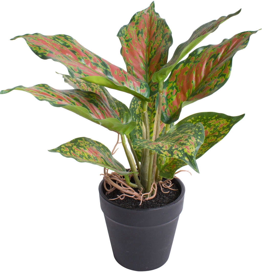 Botanic-Haus Künstliche Zimmerpflanze »Caladium«