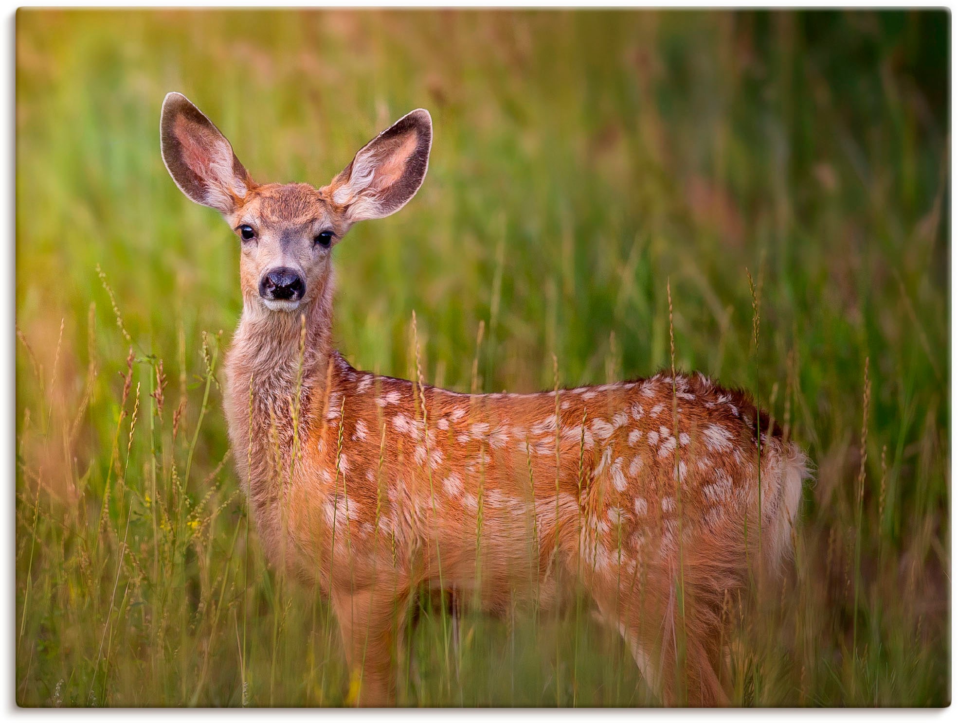 Artland Leinwandbild »Hirsch Beobachtung IV«, Wildtiere, (1 St.), auf Keilr günstig online kaufen