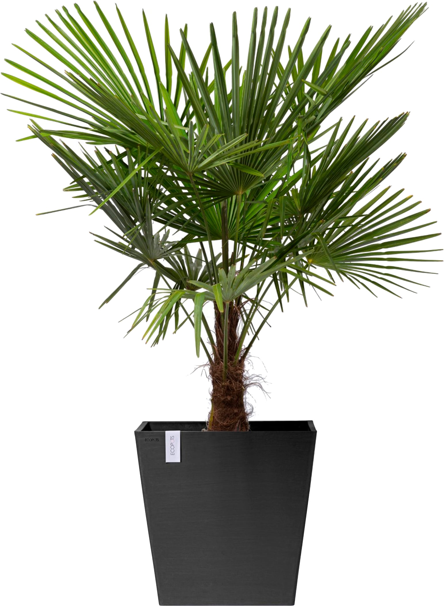 ECOPOTS Blumentopf »Rotterdam mit Rollen 50 Dunkelgrau«, für innen und außen: frostsicher, bruchsicher und lichtbeständig