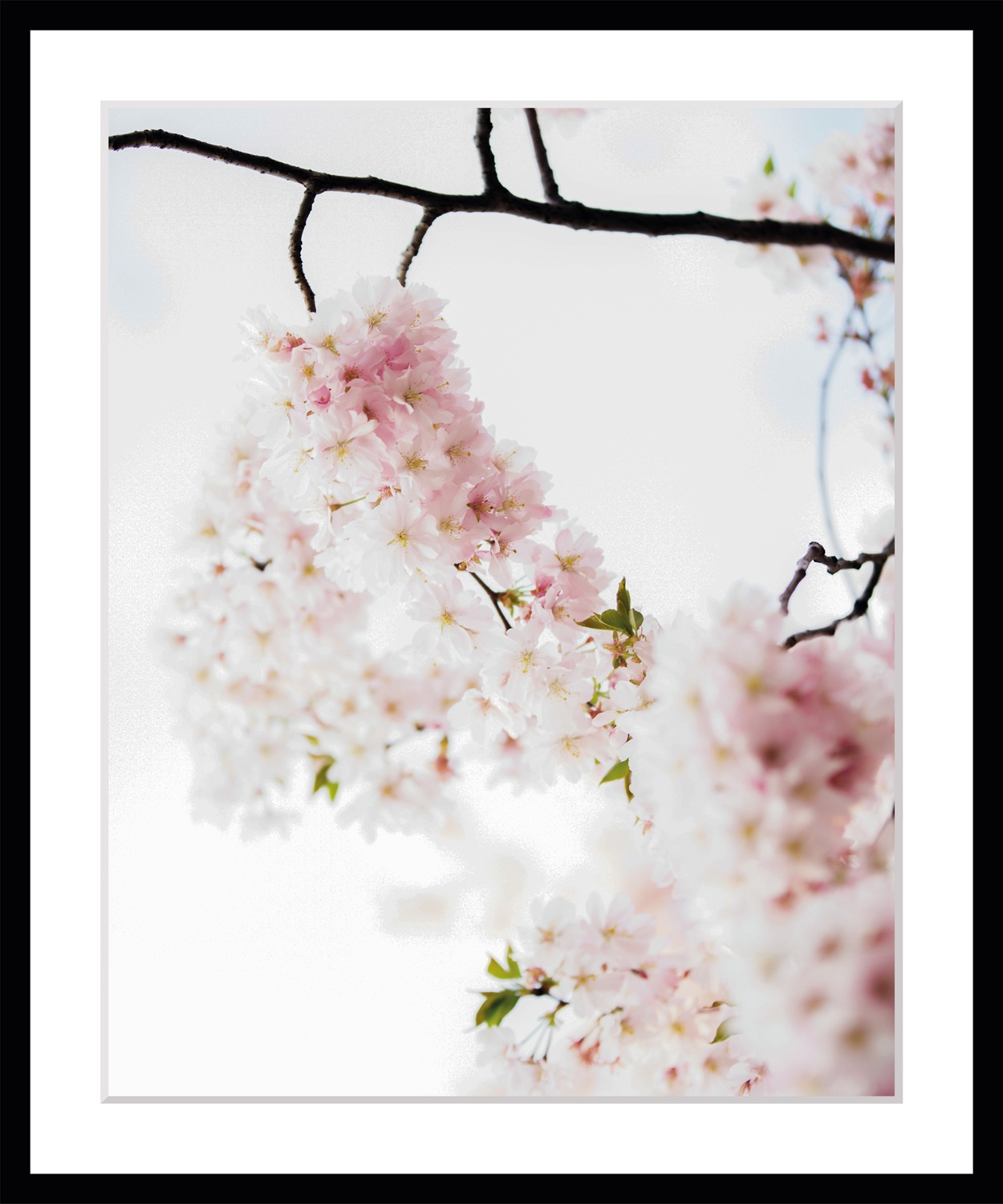 queence Bild »Lilly«, Blumen, Blumen, gerahmt günstig online kaufen