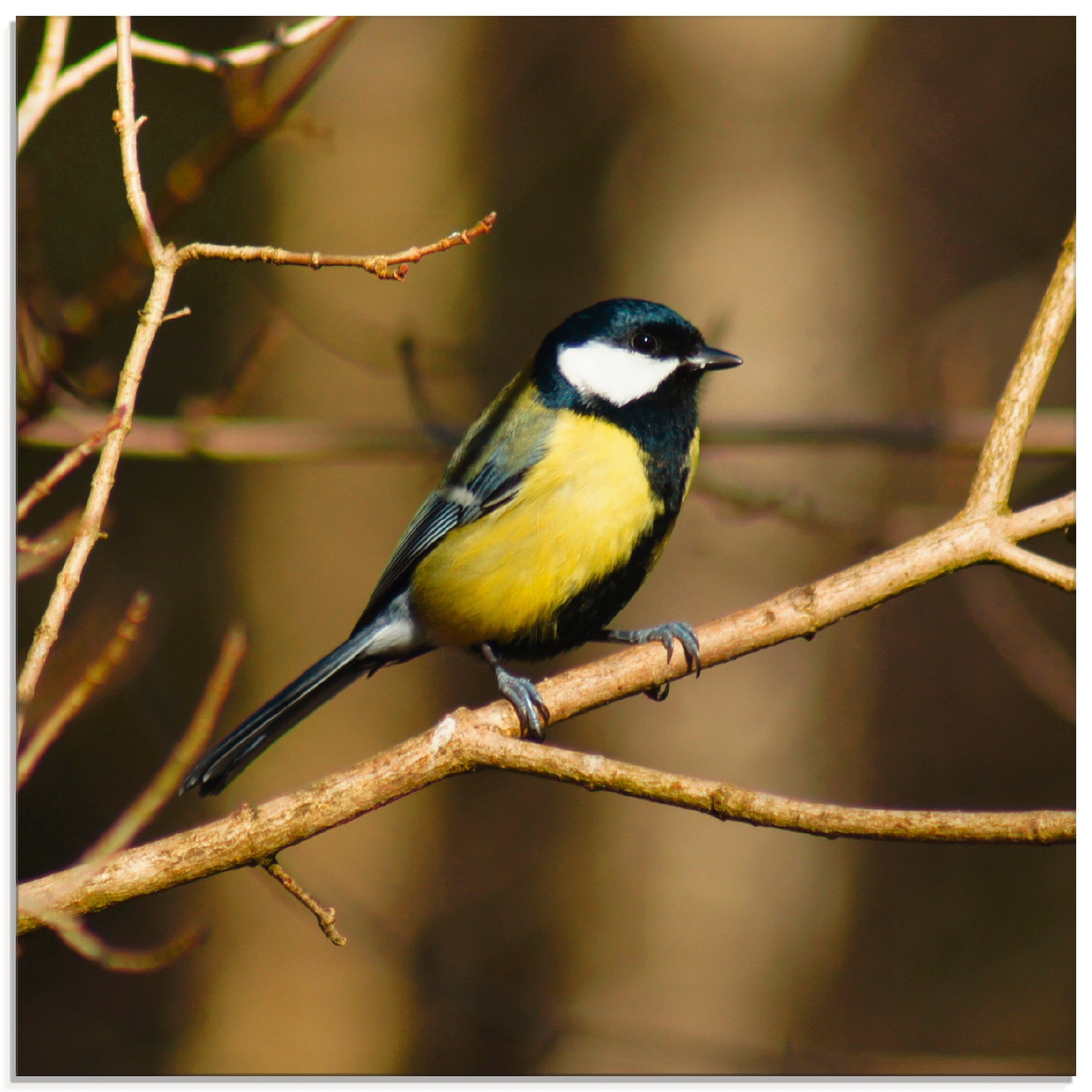 Artland Glasbild »Kohlmeise im Wald«, Vögel, (1 St.), in verschiedenen Größen