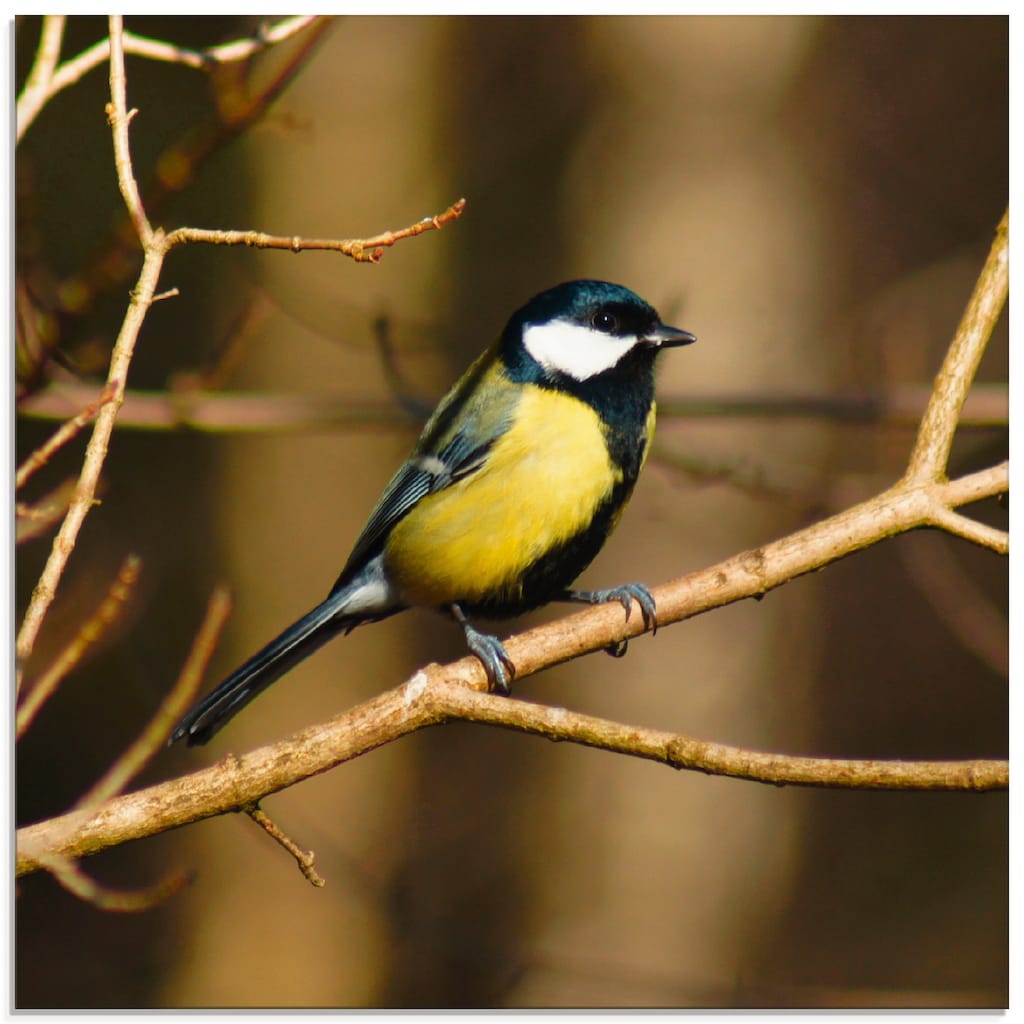 Artland Glasbild »Kohlmeise im Wald«, Vögel, (1 St.)