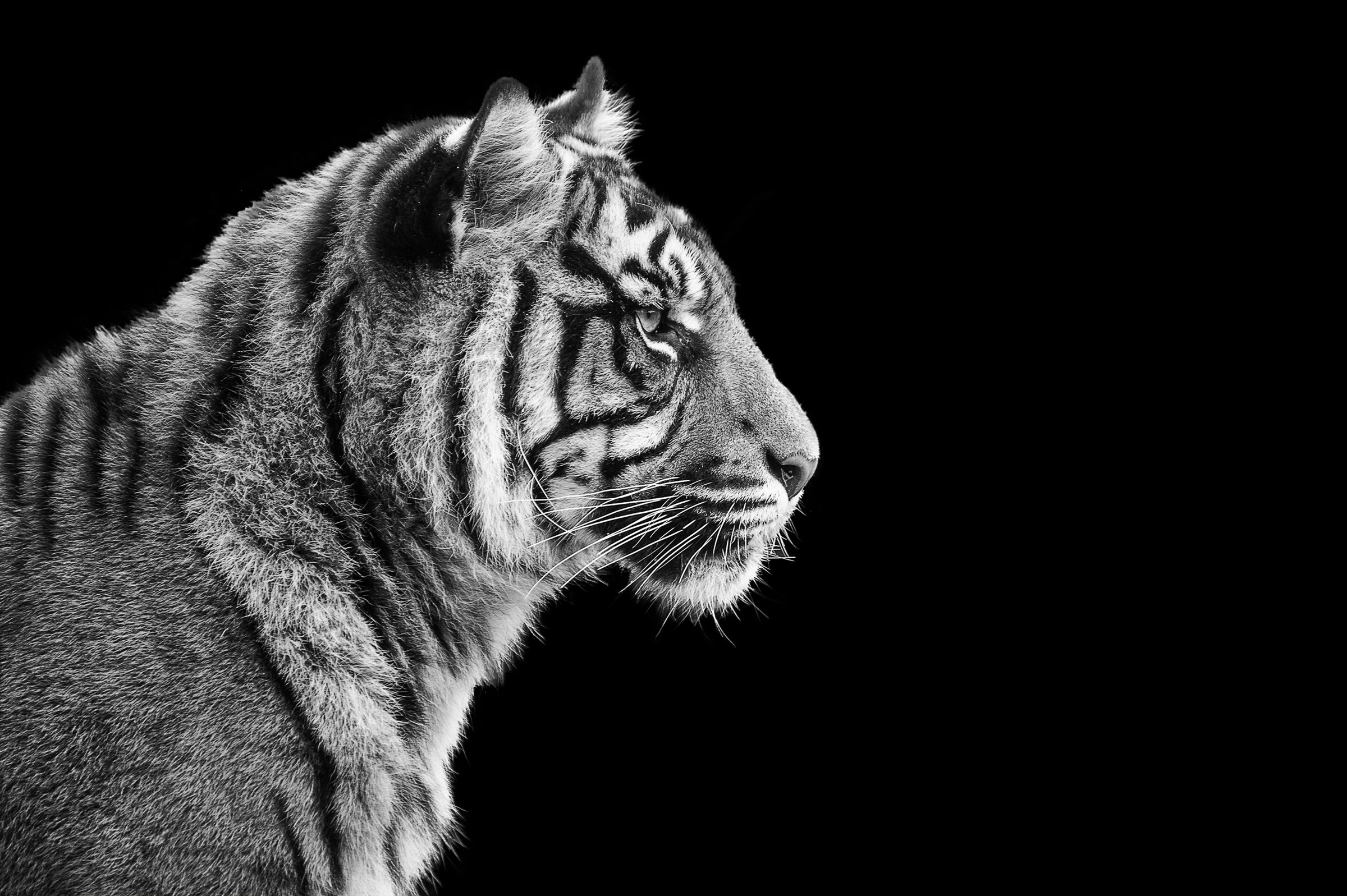 Papermoon Fototapete »TIGER-LÖWE PUMA GEPARD JAGUAR SCHWARZ WEIß WANDBILD XXL«