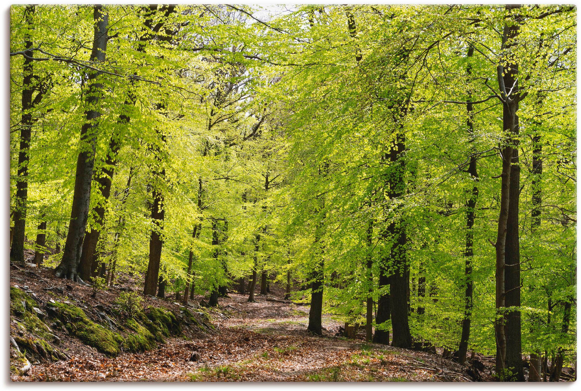 Artland Wandbild »Die Buchen im Frühling«, Wald, (1 St.), als Alubild, Outd günstig online kaufen