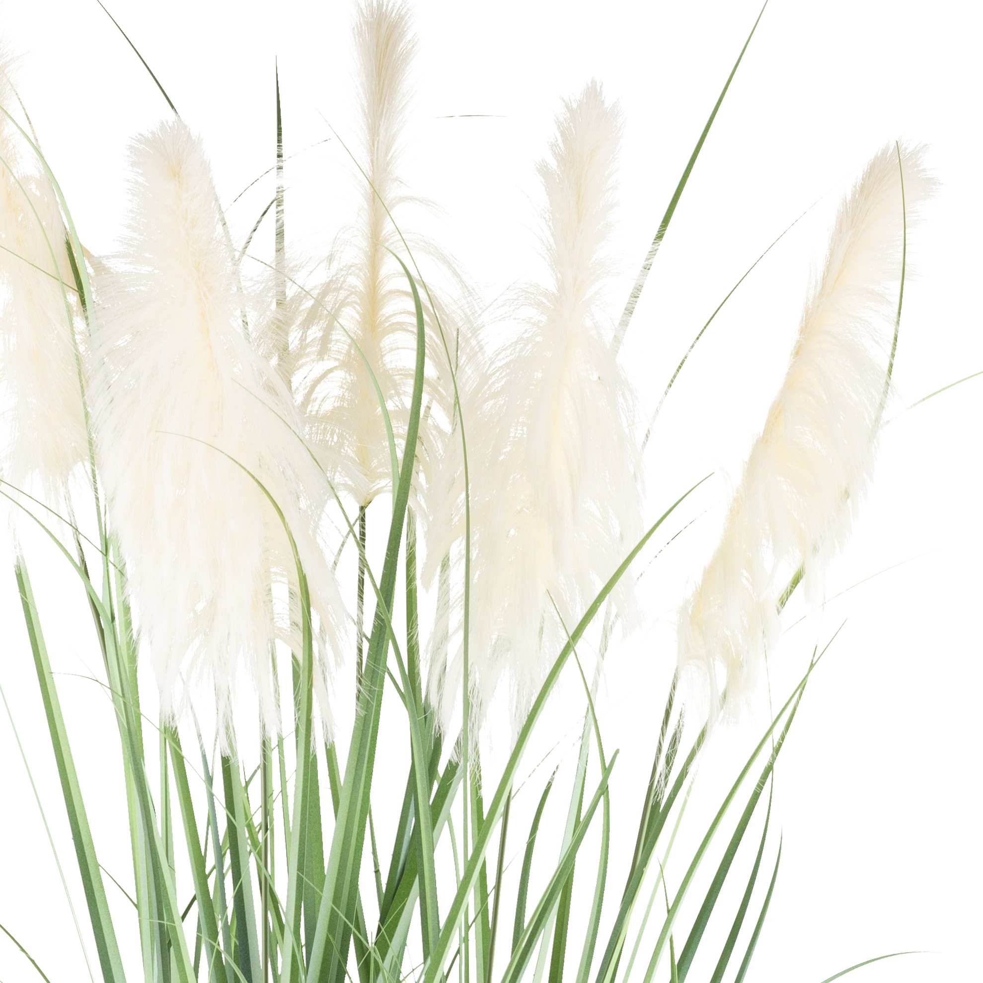 Creativ green Kunstgras »Pampasgras«, mit fünf Pampasgrasblüten günstig online kaufen