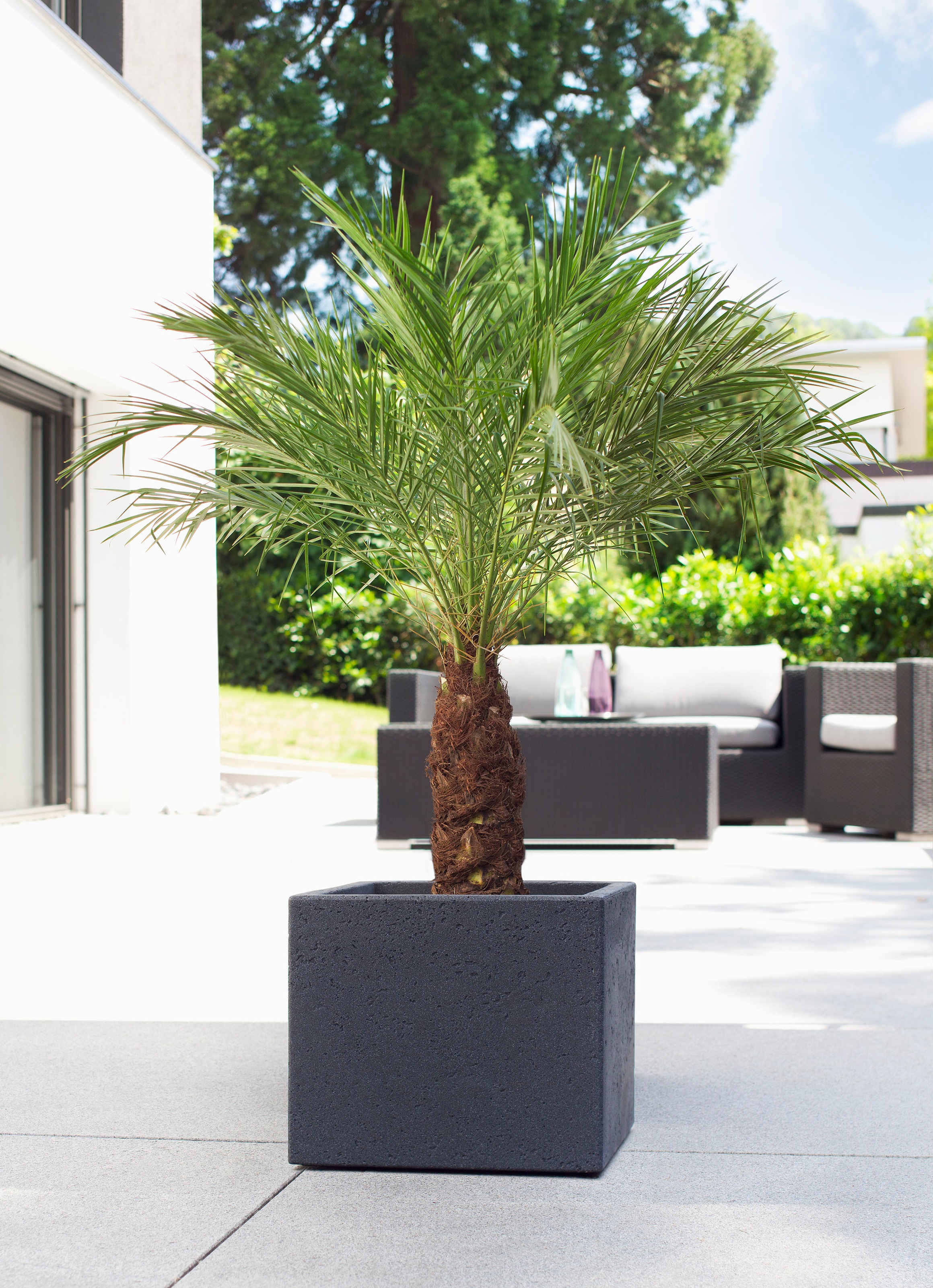 Scheurich Blumentopf »30/240 C-CUBE«