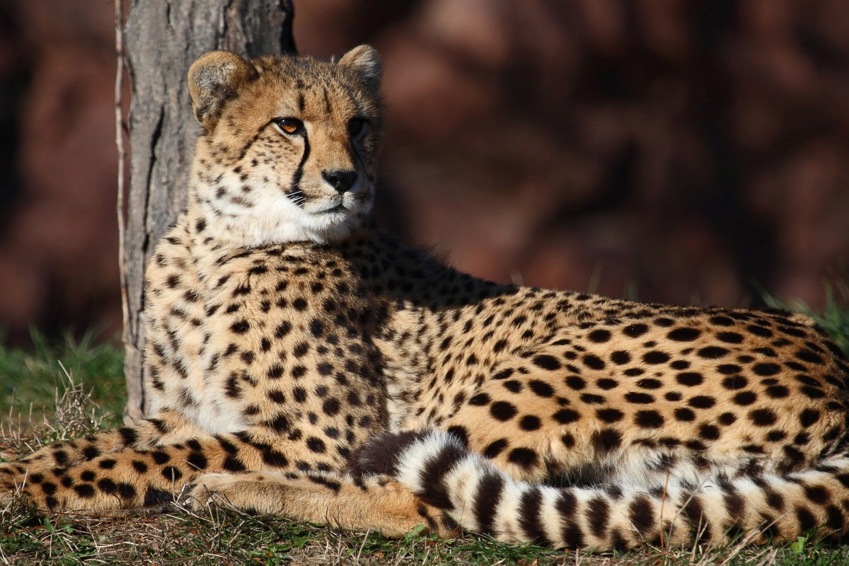 Papermoon Fototapete »Leopard« günstig online kaufen