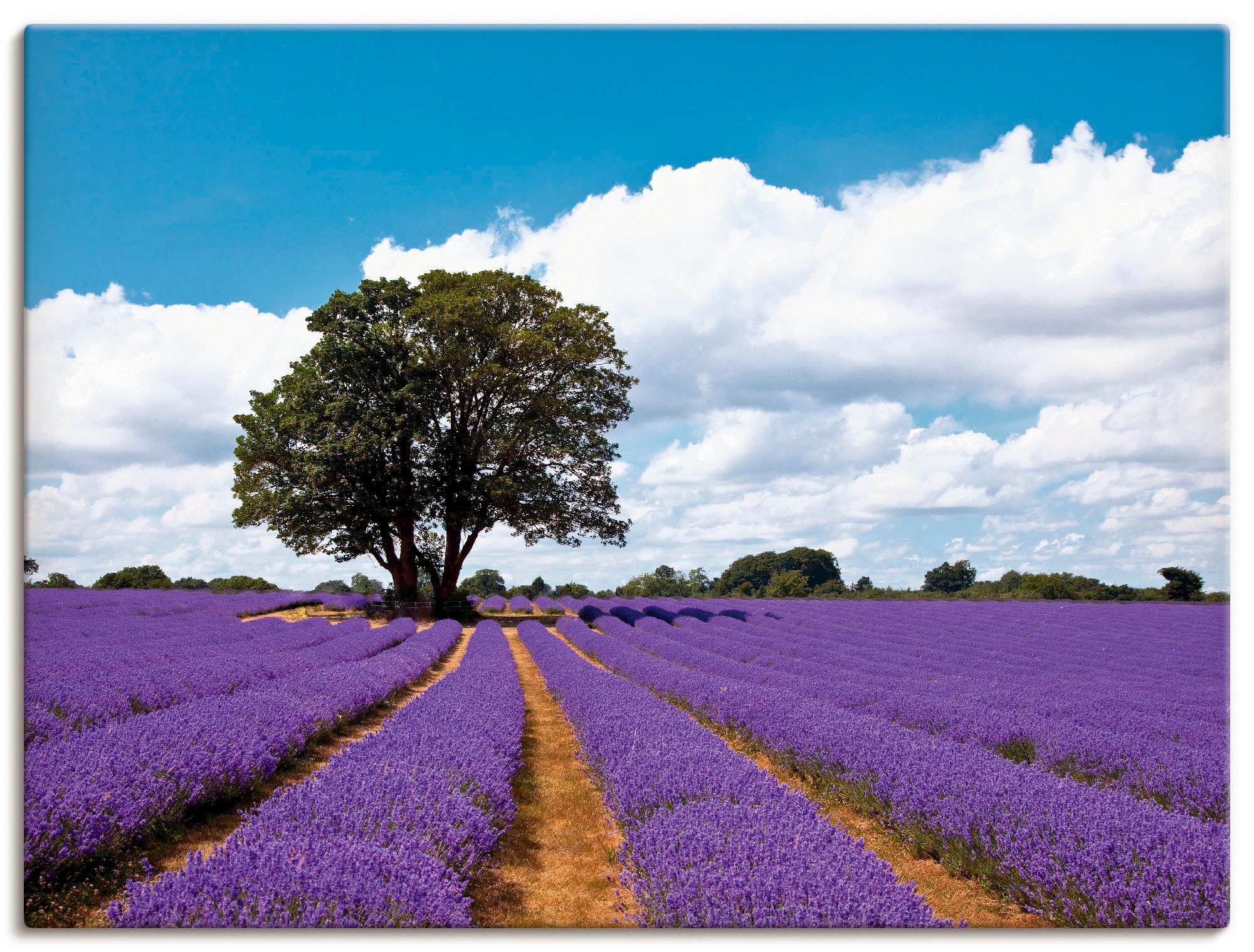 Artland Wandbild »Schönes Lavendelfeld im Sommer«, Felder, (1 St.), als Alu günstig online kaufen