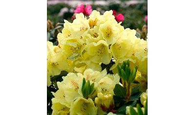 BCM Gehölze »Rhododendron 'Goldbukett'®«, (1 St.), Höhe: 25-30 cm, 1 Pflanze kaufen