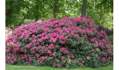 BCM Hecken »Rhododendron 'Catawbiense Grandiflorum'«, (1 St.), Höhe: 25-30 cm, 1 Pflanze kaufen