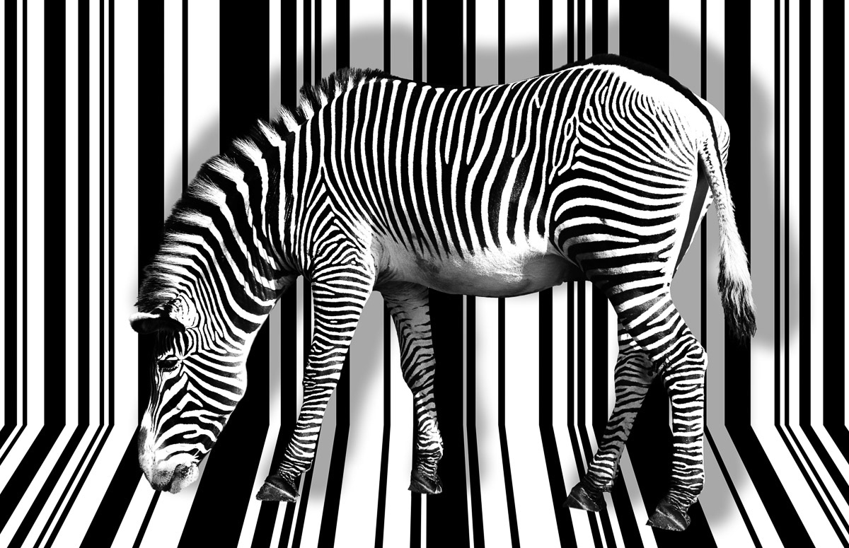 Papermoon Fototapete »Zebra« günstig online kaufen