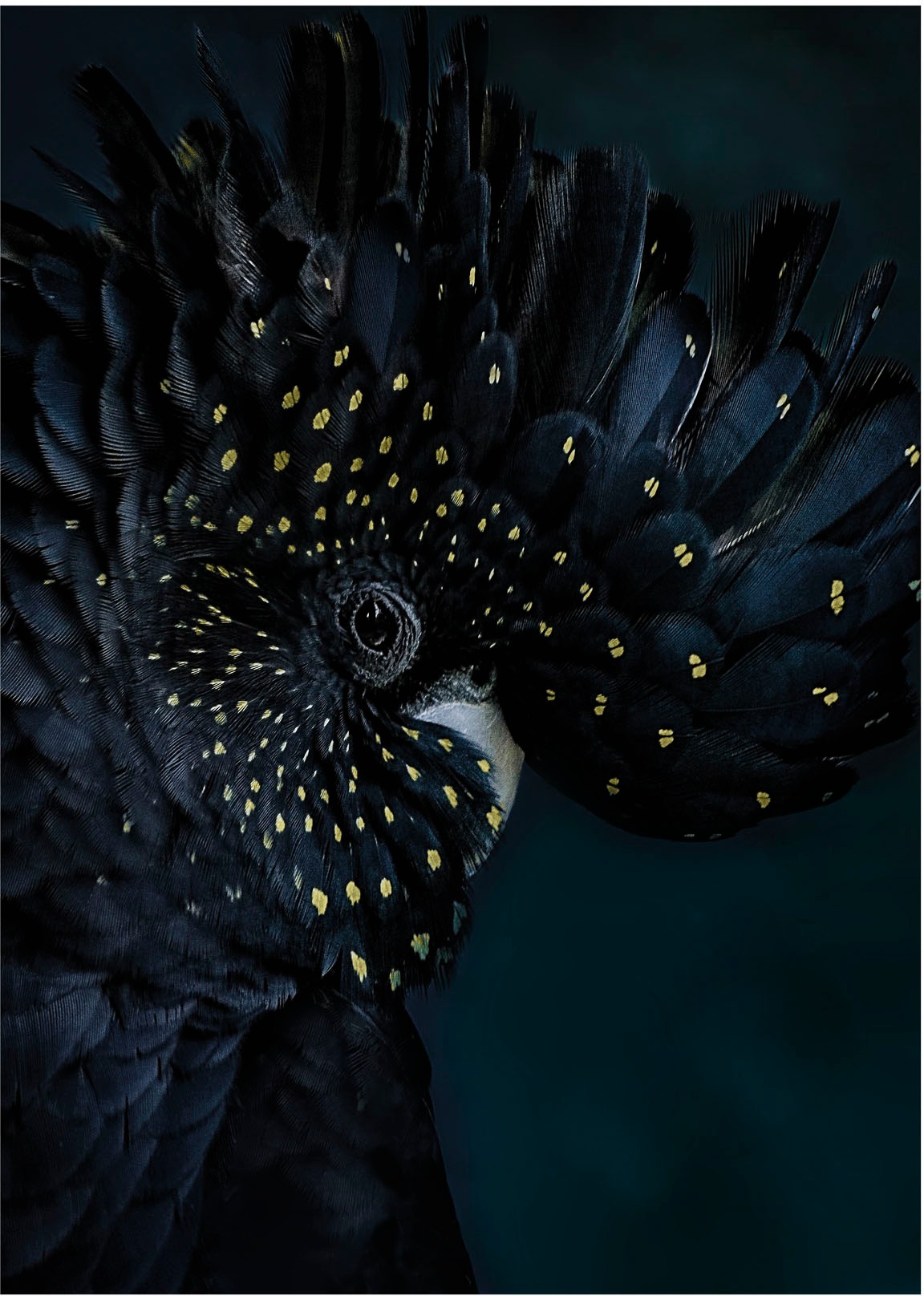 Art for the home Vliestapete »Fototapete Exotischer Vogel«