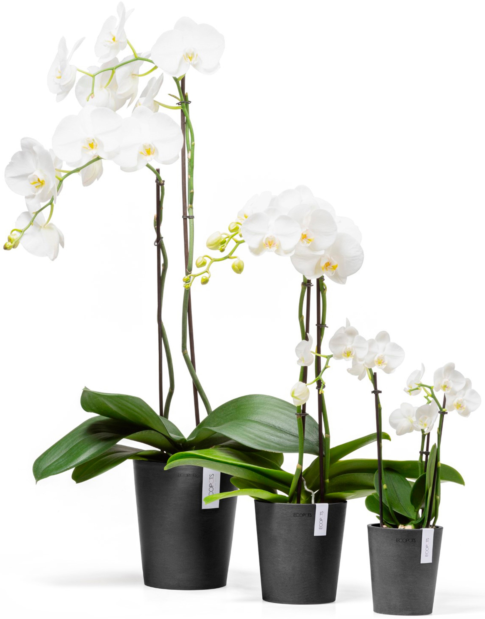 ECOPOTS Blumentopf »Morinda Orchidee 11 Dunkelgrau«, für den Innenbereich