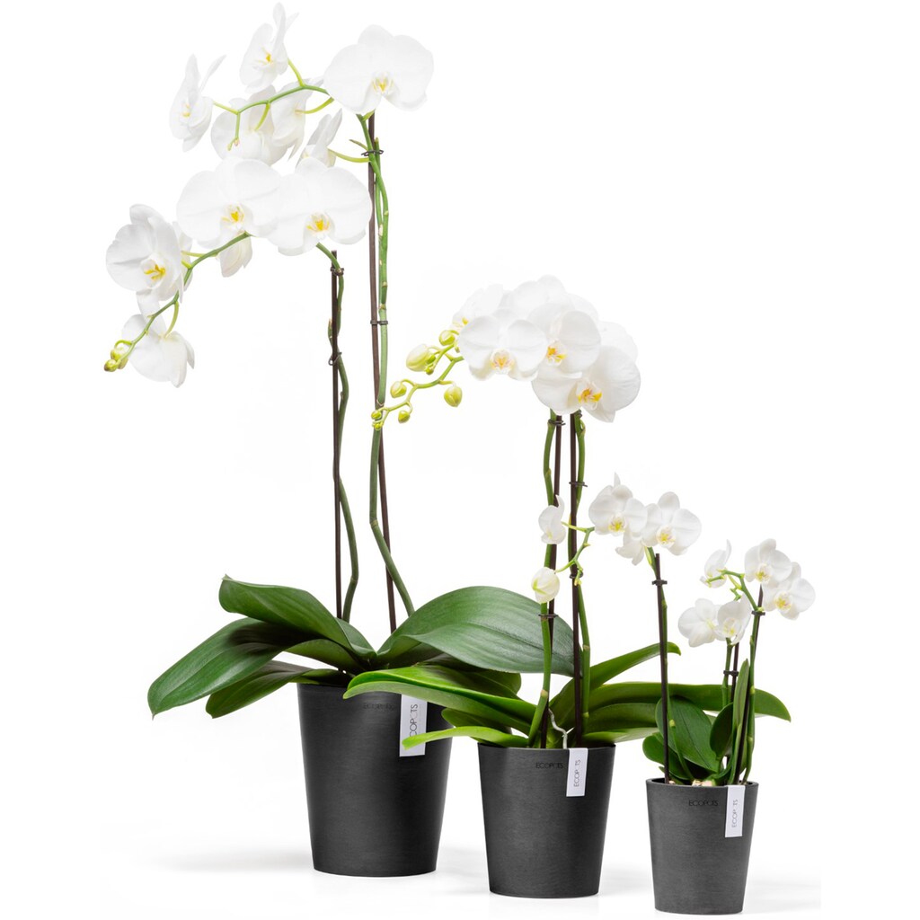 ECOPOTS Blumentopf »Morinda Orchidee 11 Dunkelgrau«