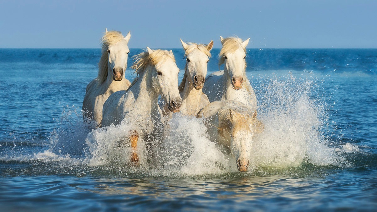 Papermoon Fototapete »PFERDE-CAMARGUE GALLOP STRAND MEER TIERE KÜSTE PROVEN günstig online kaufen