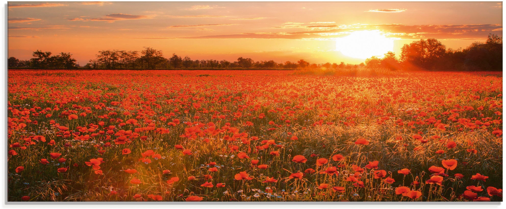 Artland Glasbild "Mohnblumenfeld bei Sonnenuntergang", Blumen, (1 St.), in günstig online kaufen