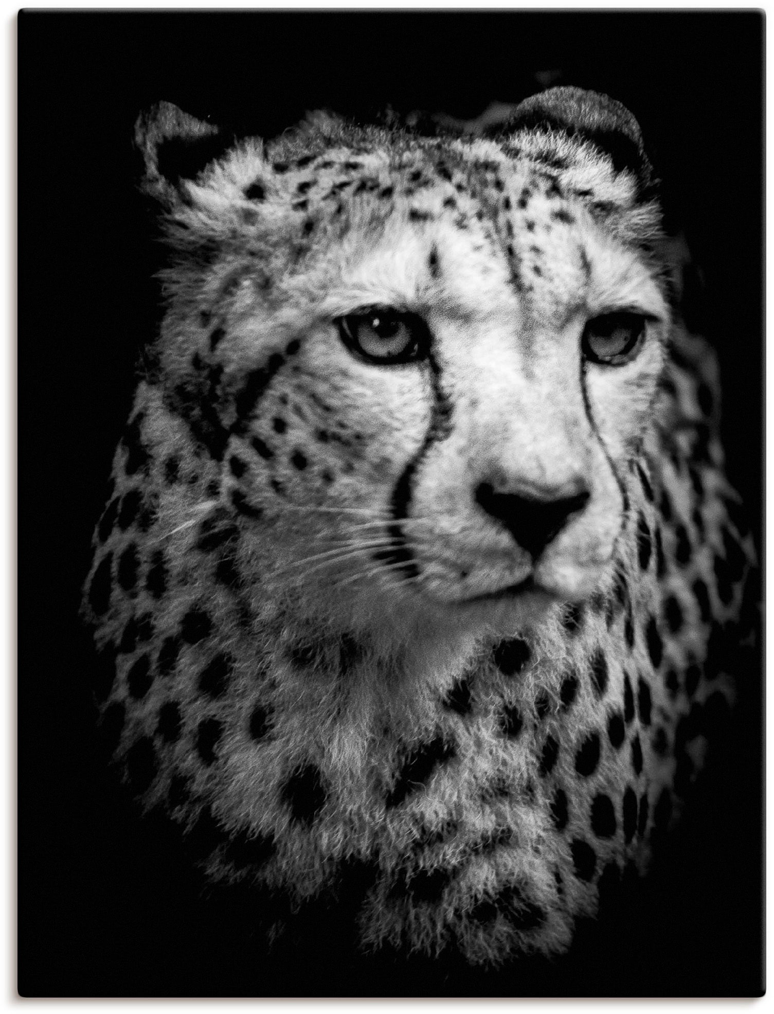 Artland Raten Größen Gepard«, Wandaufkleber versch. als auf kaufen (1 Wildtiere, in Wandbild Poster oder St.), Leinwandbild, »Der Alubild,
