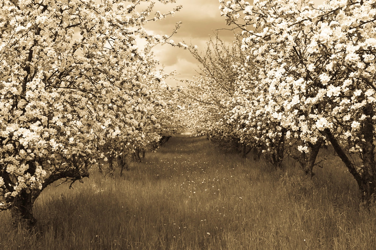 Papermoon Fototapete »Sepia Frühlingsobstgarten« günstig online kaufen